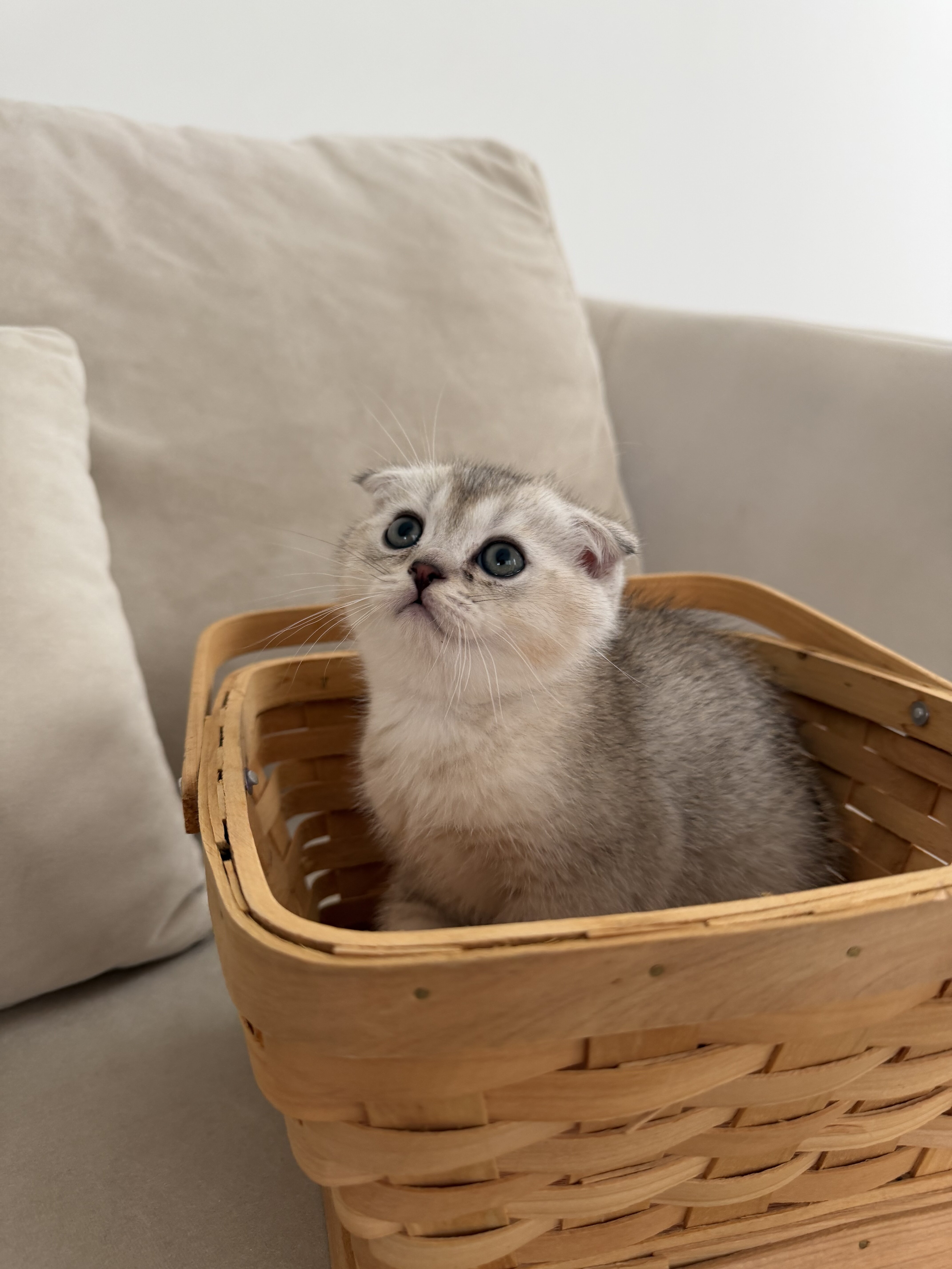 3-Month-Old Scottish Fold Kitten image 4
