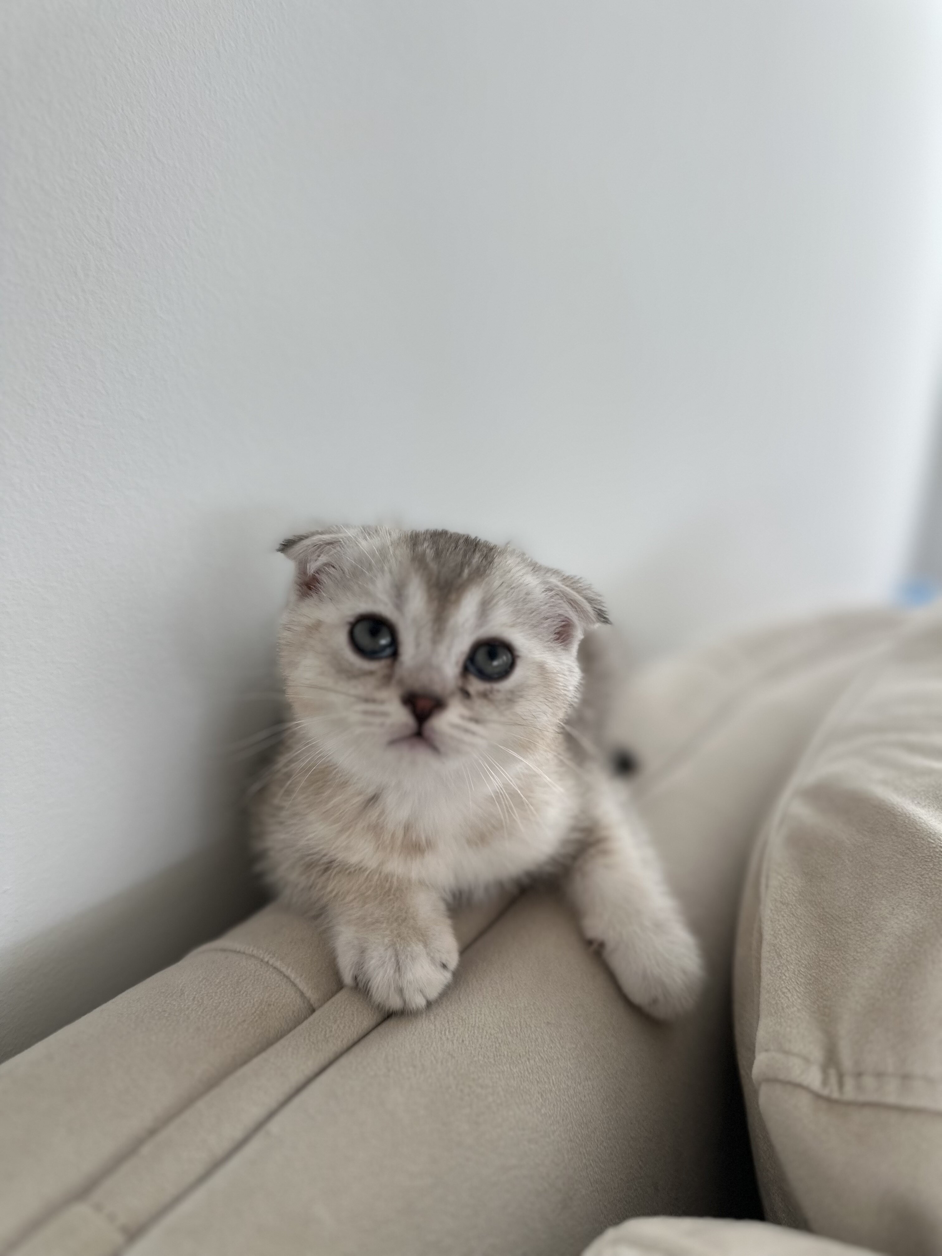 3-Month-Old Scottish Fold Kitten image 3