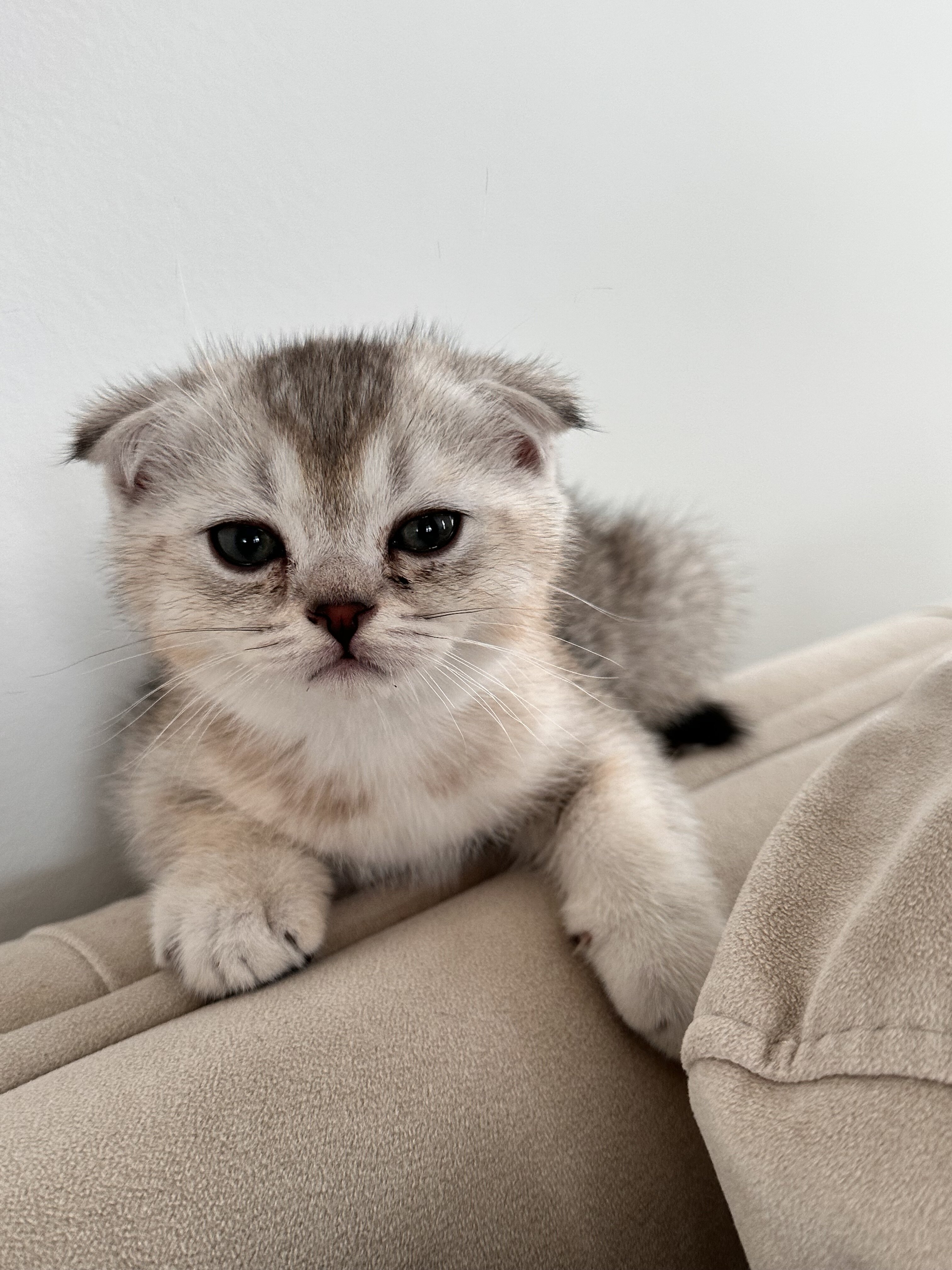 3-Month-Old Scottish Fold Kitten image 2