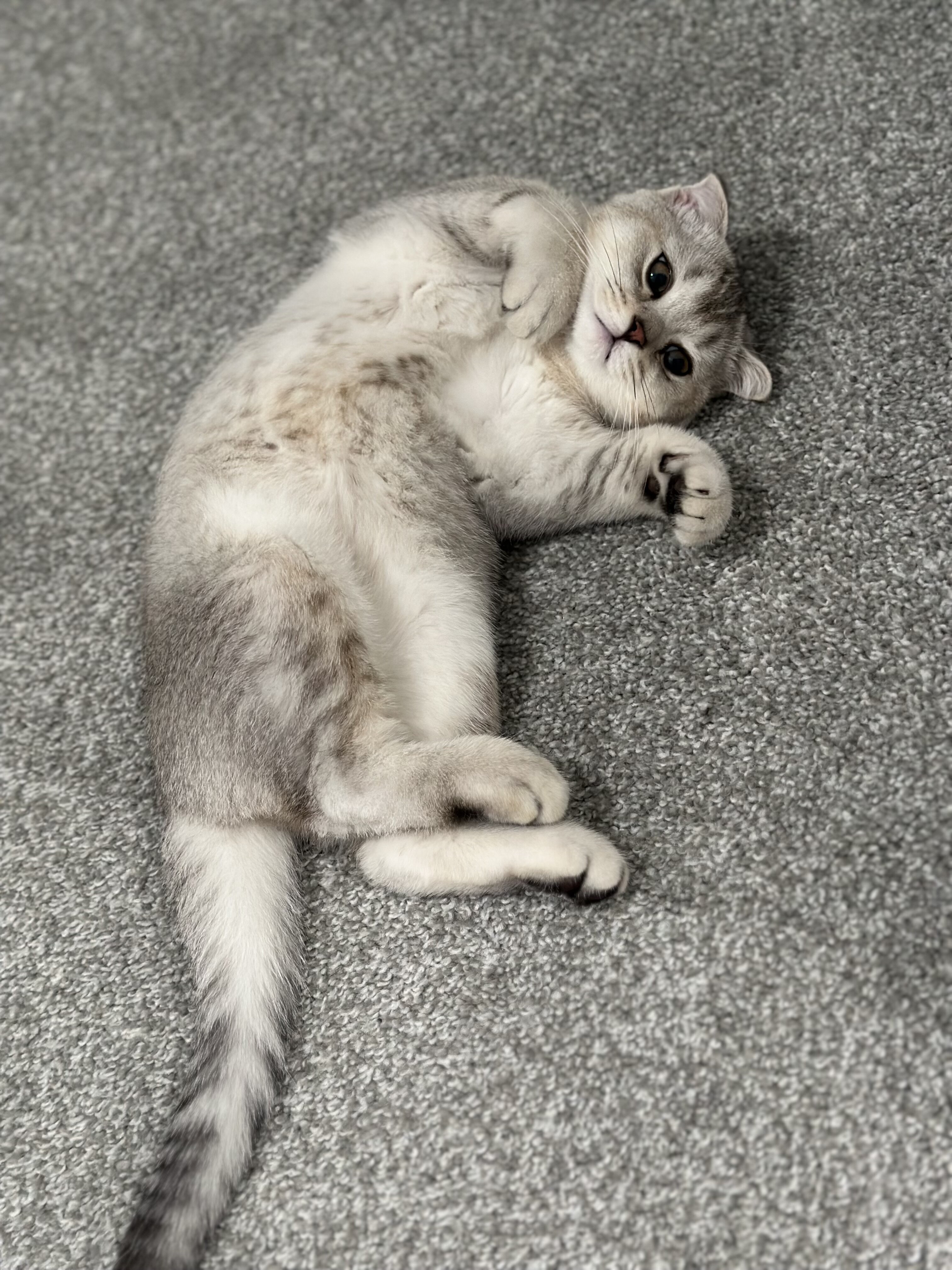 3-Month-Old Scottish Fold Kitten image 1