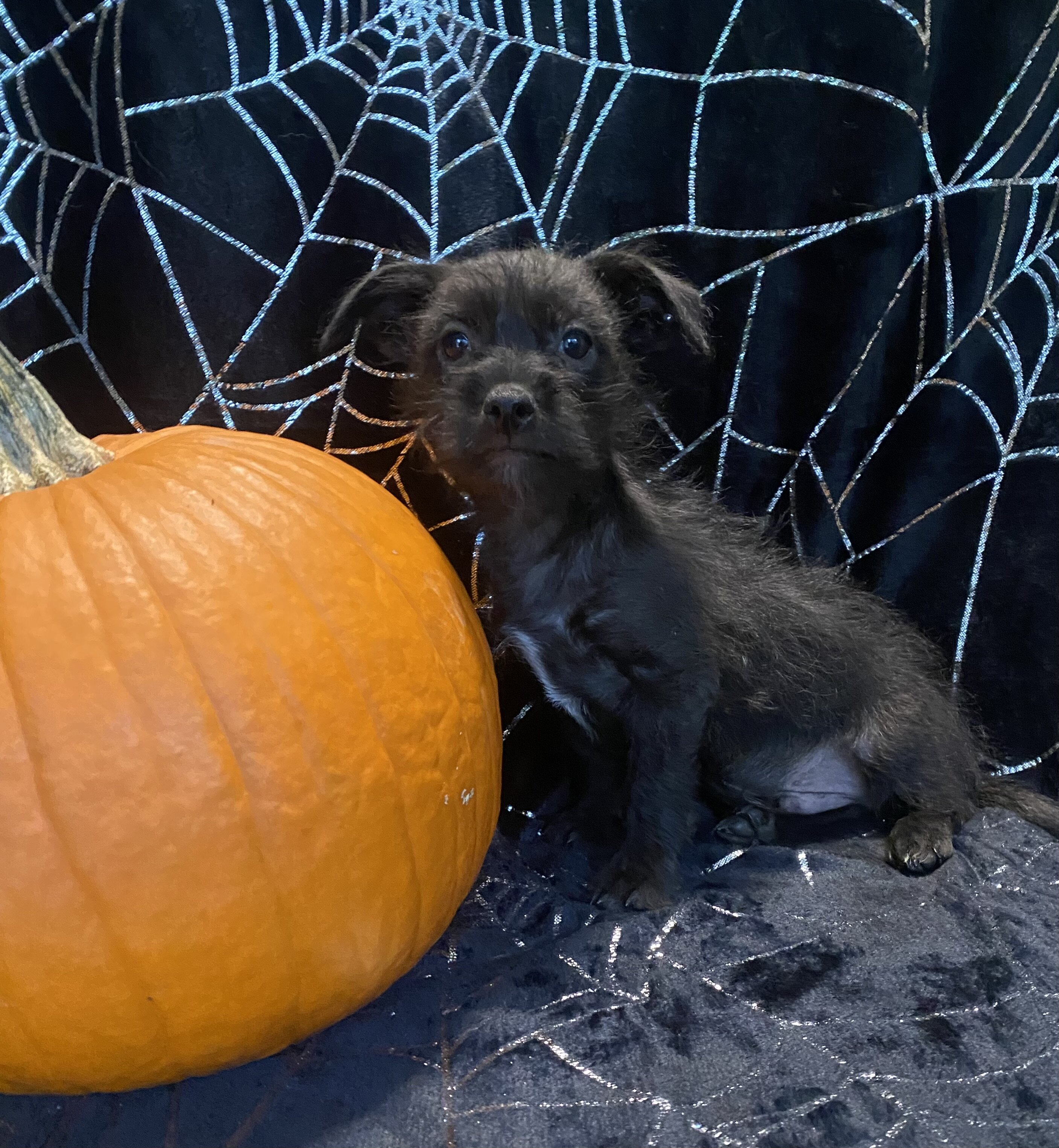 Chihuahua yorkie image 1
