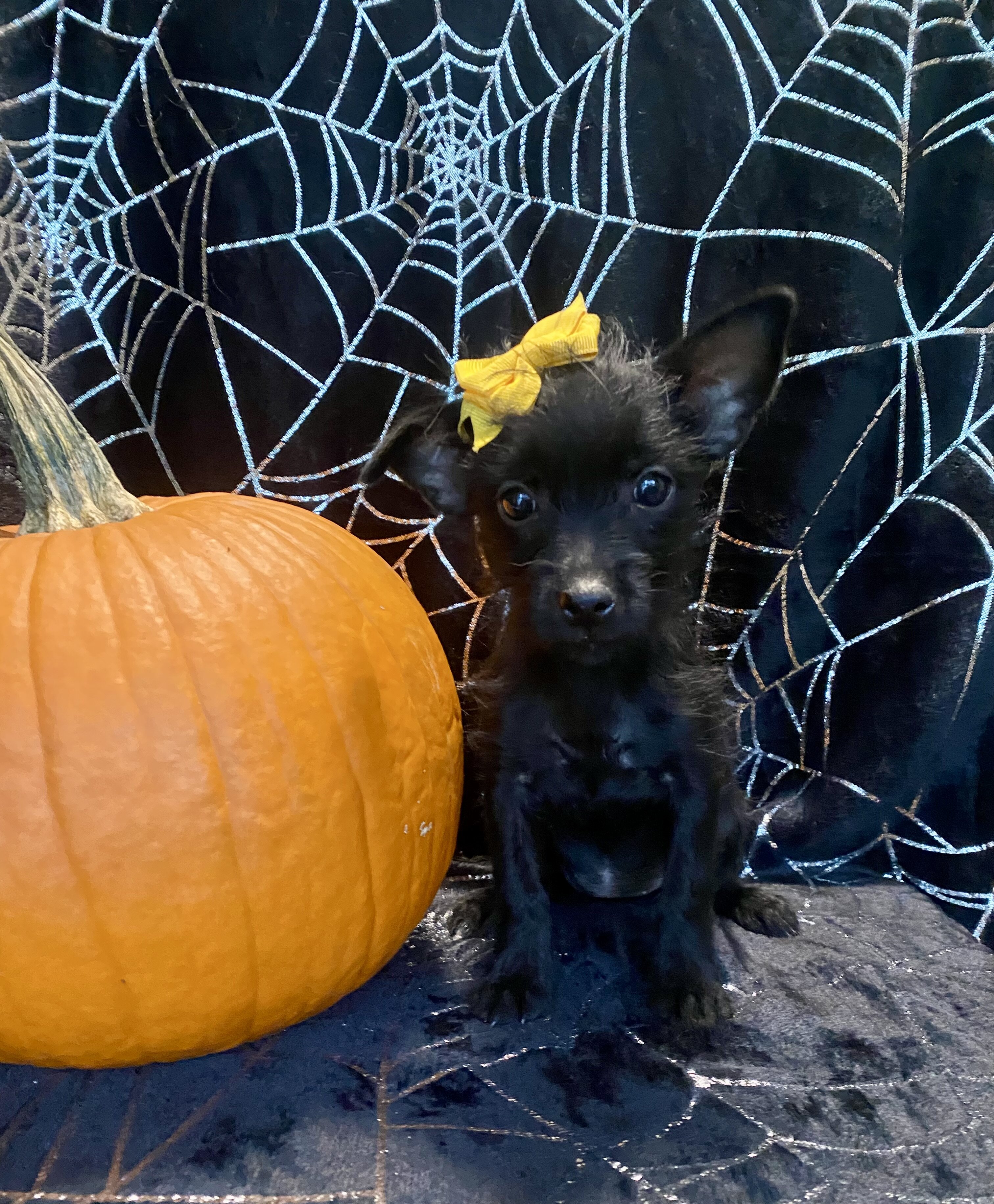Chihuahua yorkie image 2