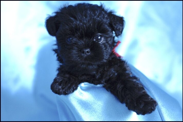 Affenpinscher puppies for sale image 1