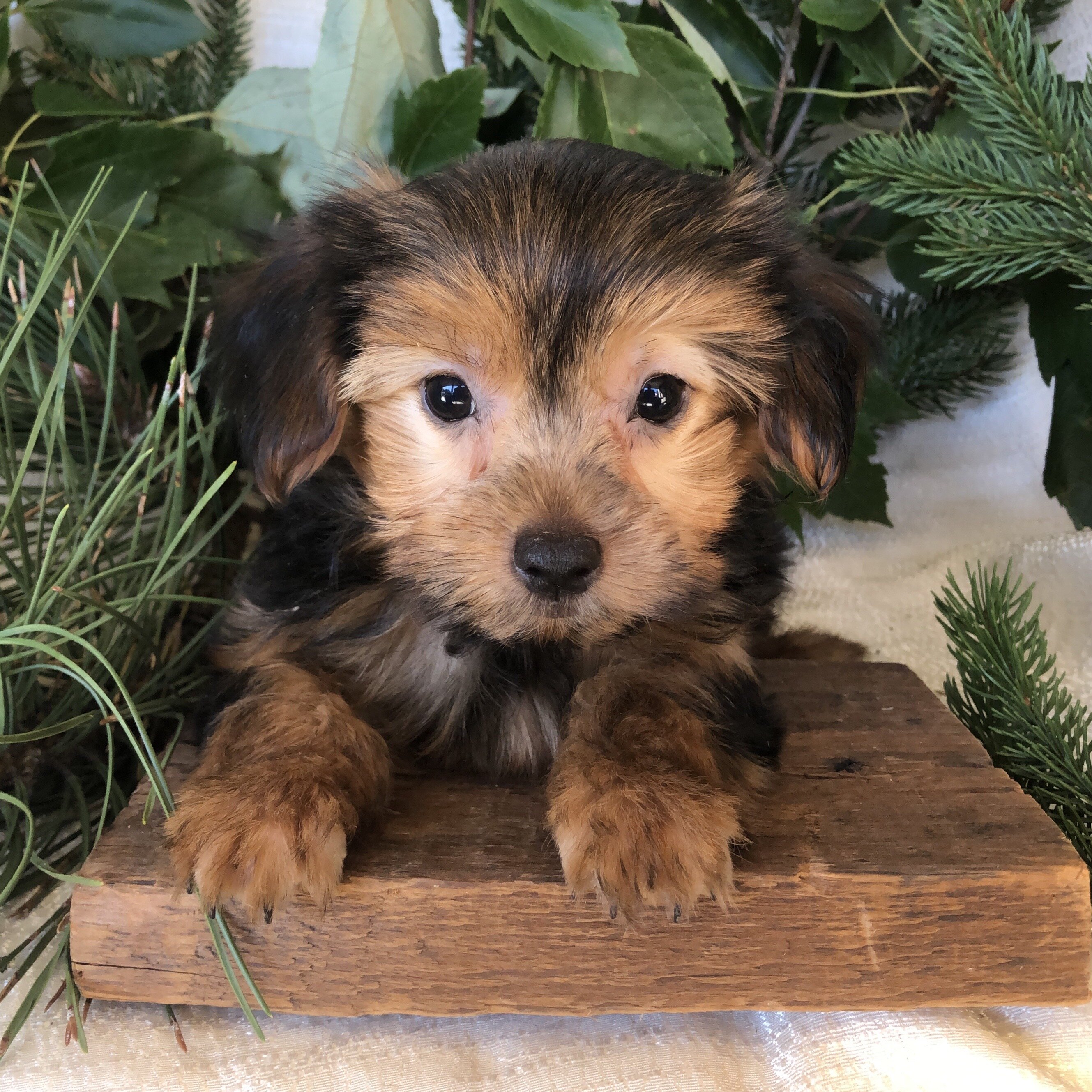 Yorkie puppies for sale in Michigan  Contact Brand image 10