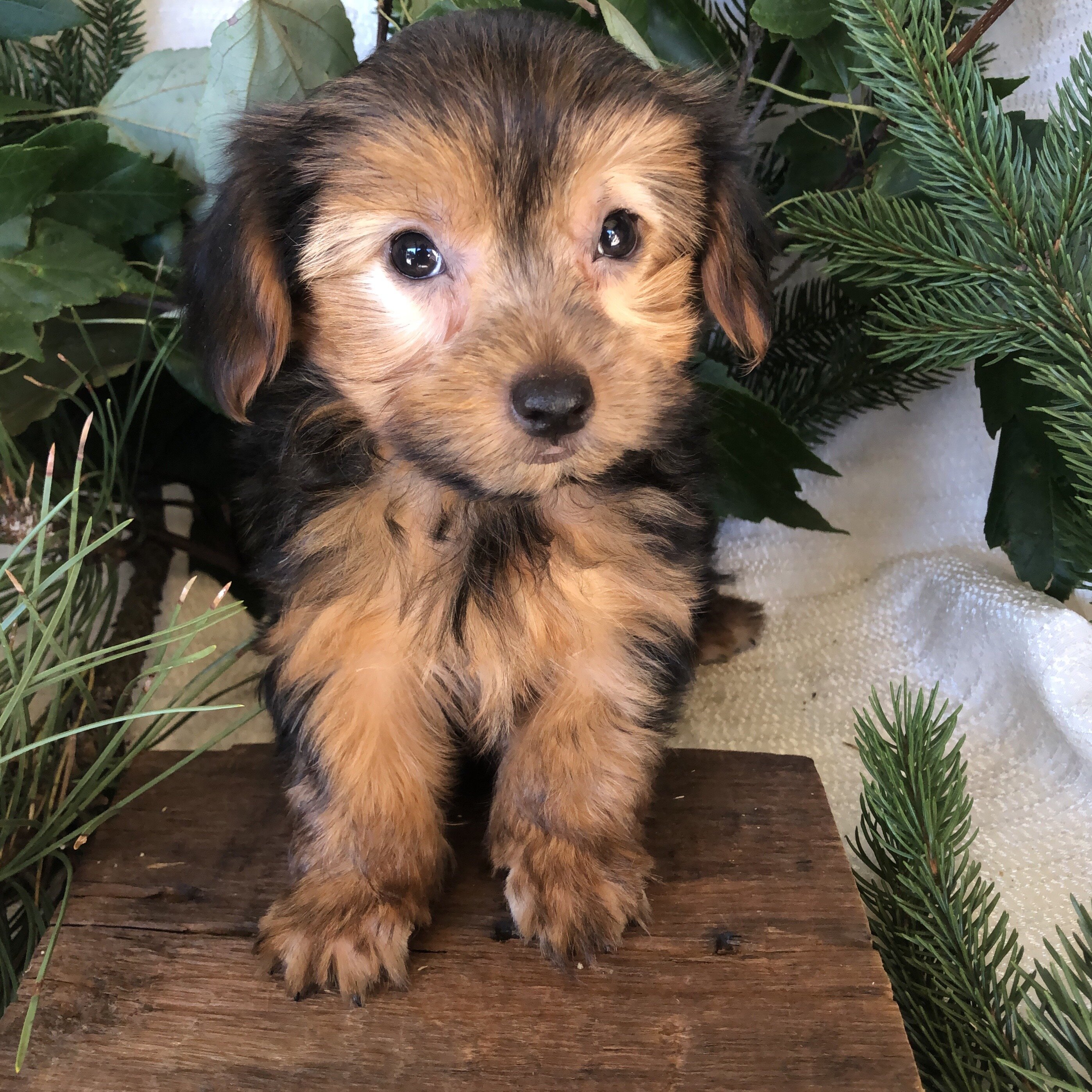 Yorkie puppies for sale in Michigan  Contact Brand image 9