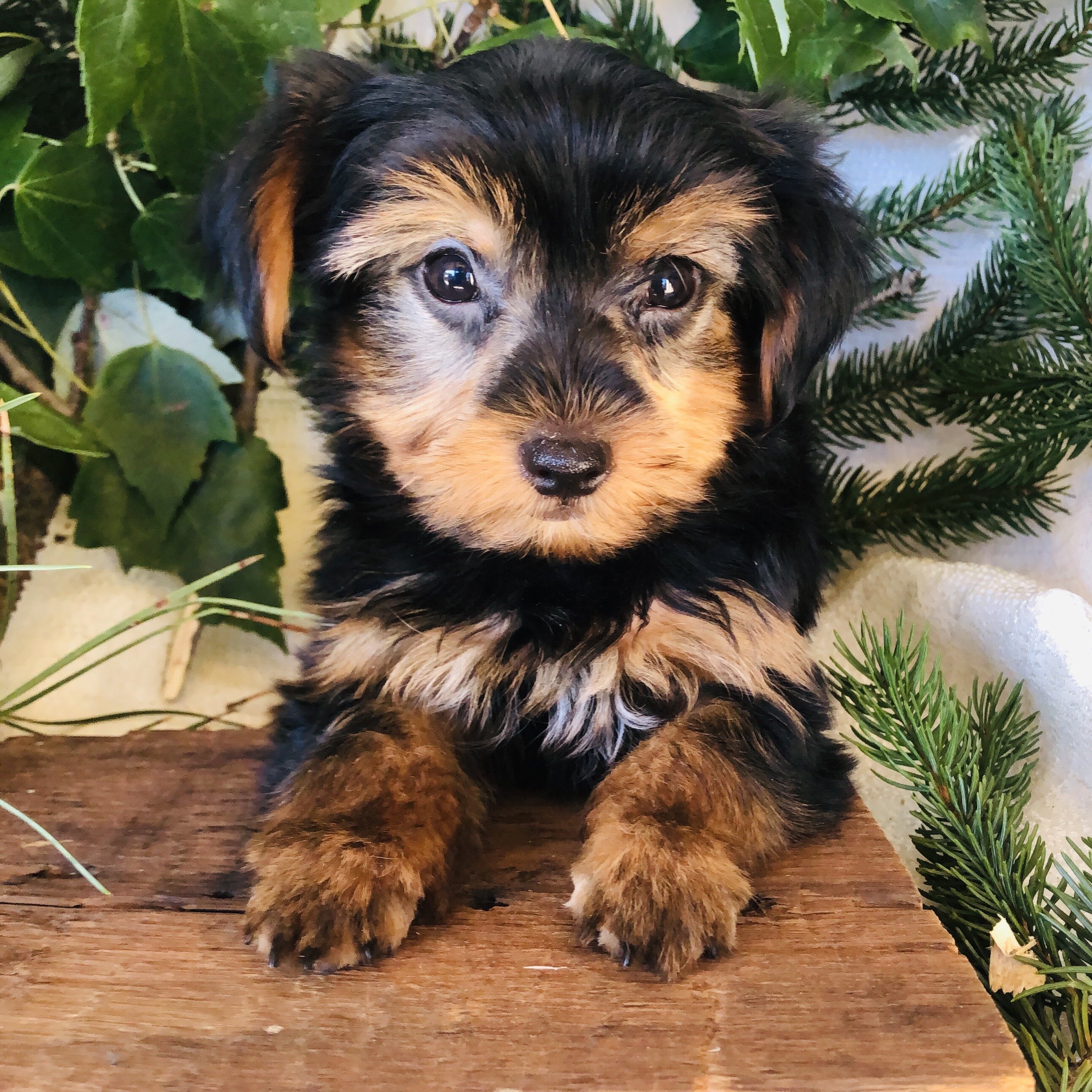 Yorkie puppies for sale in Michigan  Contact Brand image 8