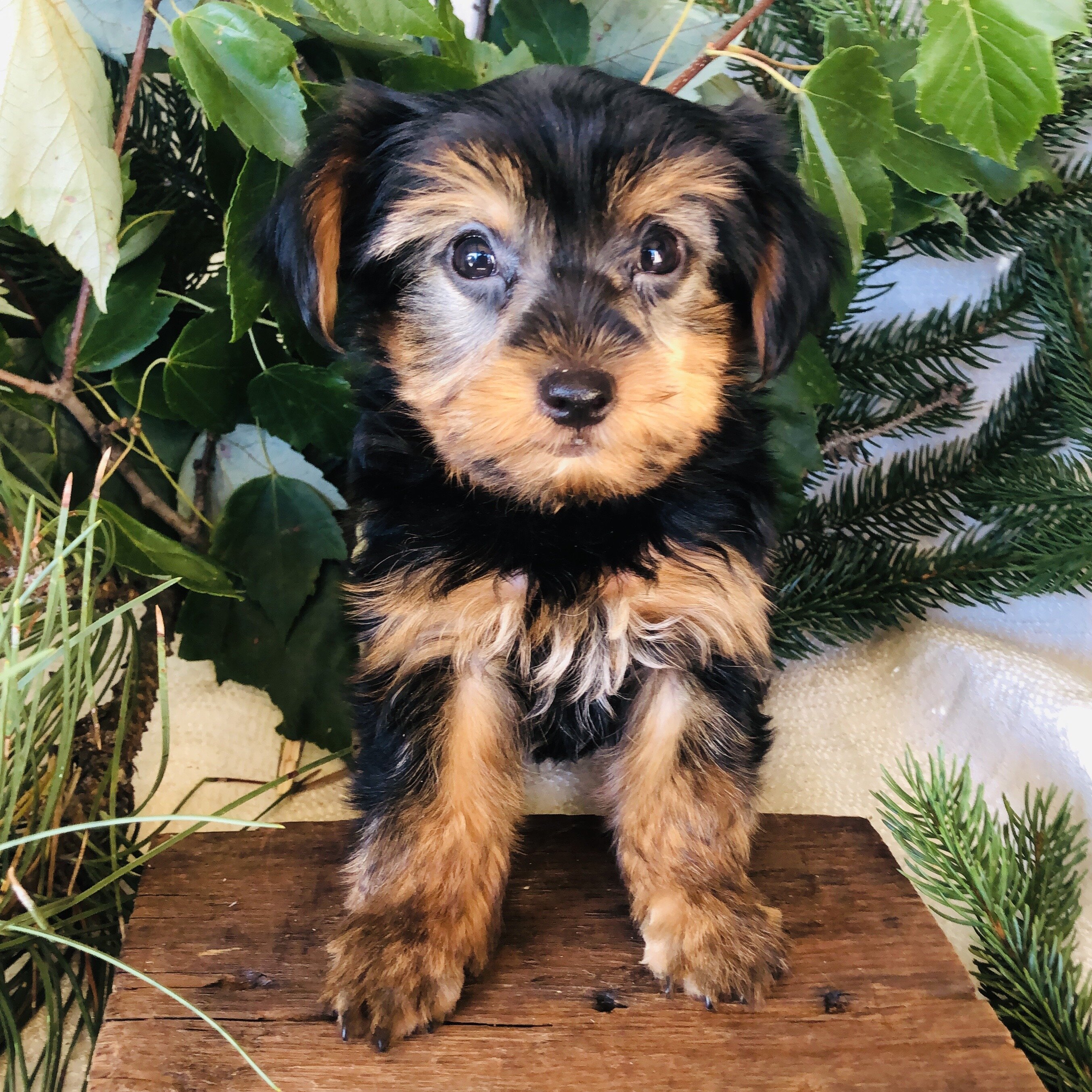 Yorkie puppies for sale in Michigan  Contact Brand image 7