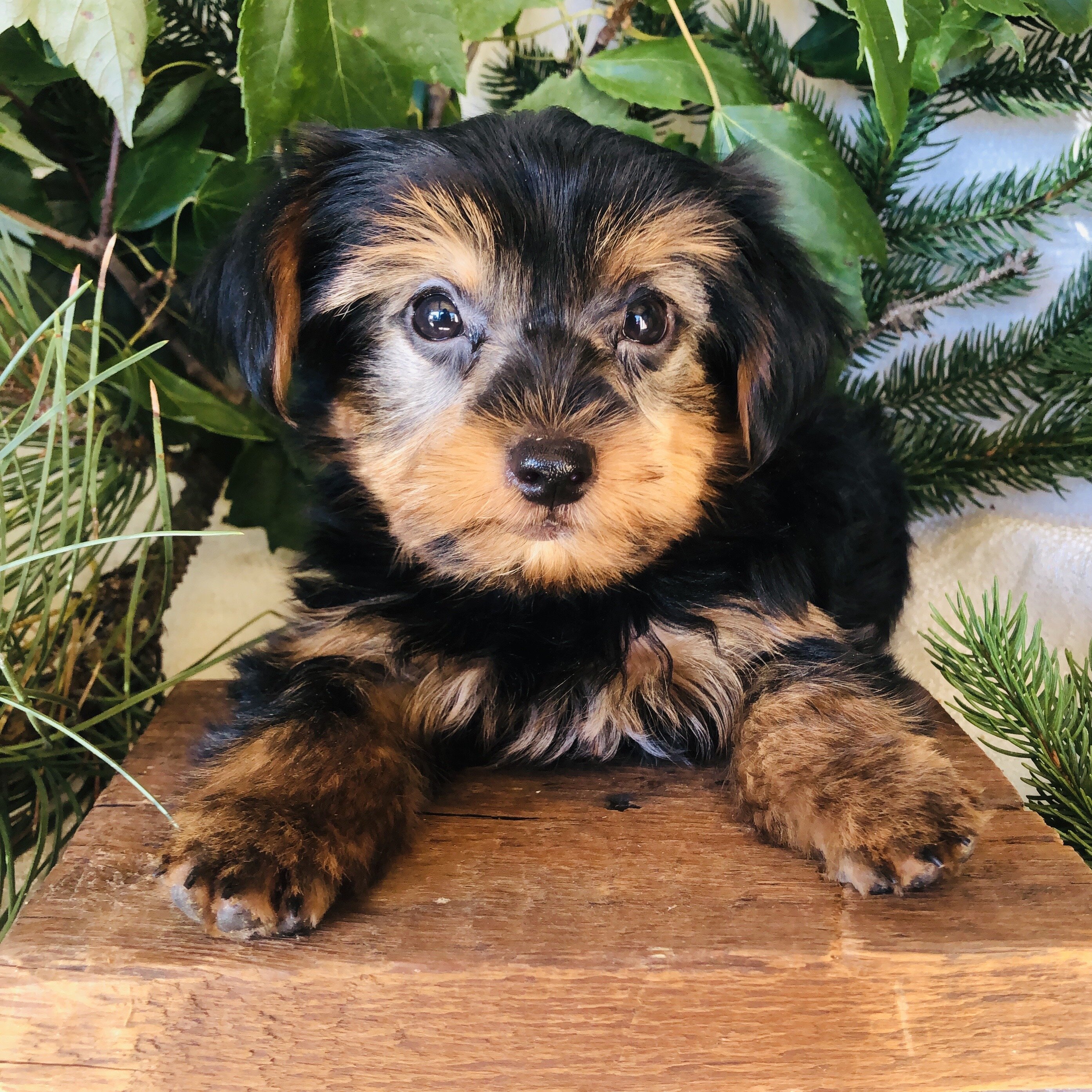 Yorkie puppies for sale in Michigan  Contact Brand image 5