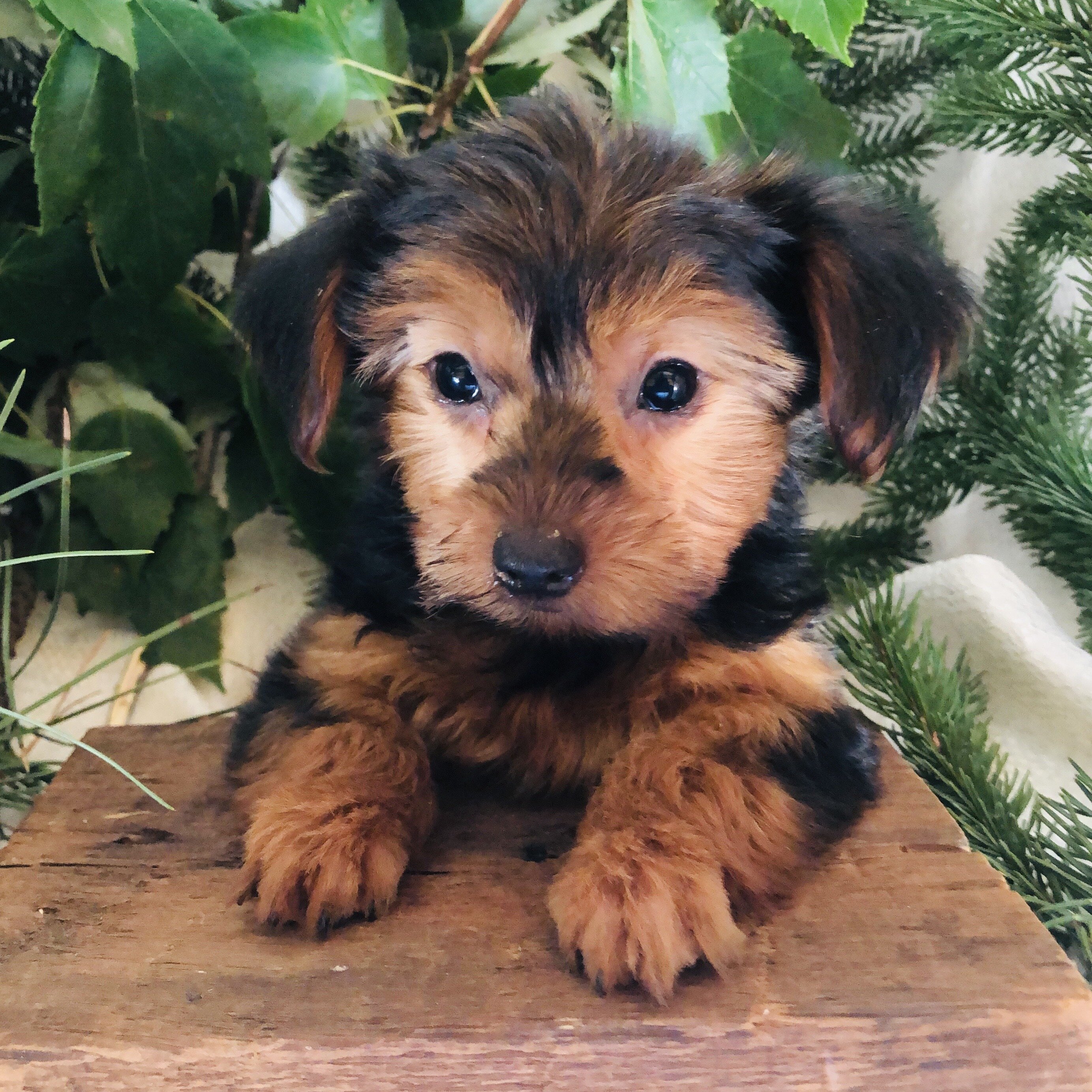 Yorkie puppies for sale in Michigan  Contact Brand image 1