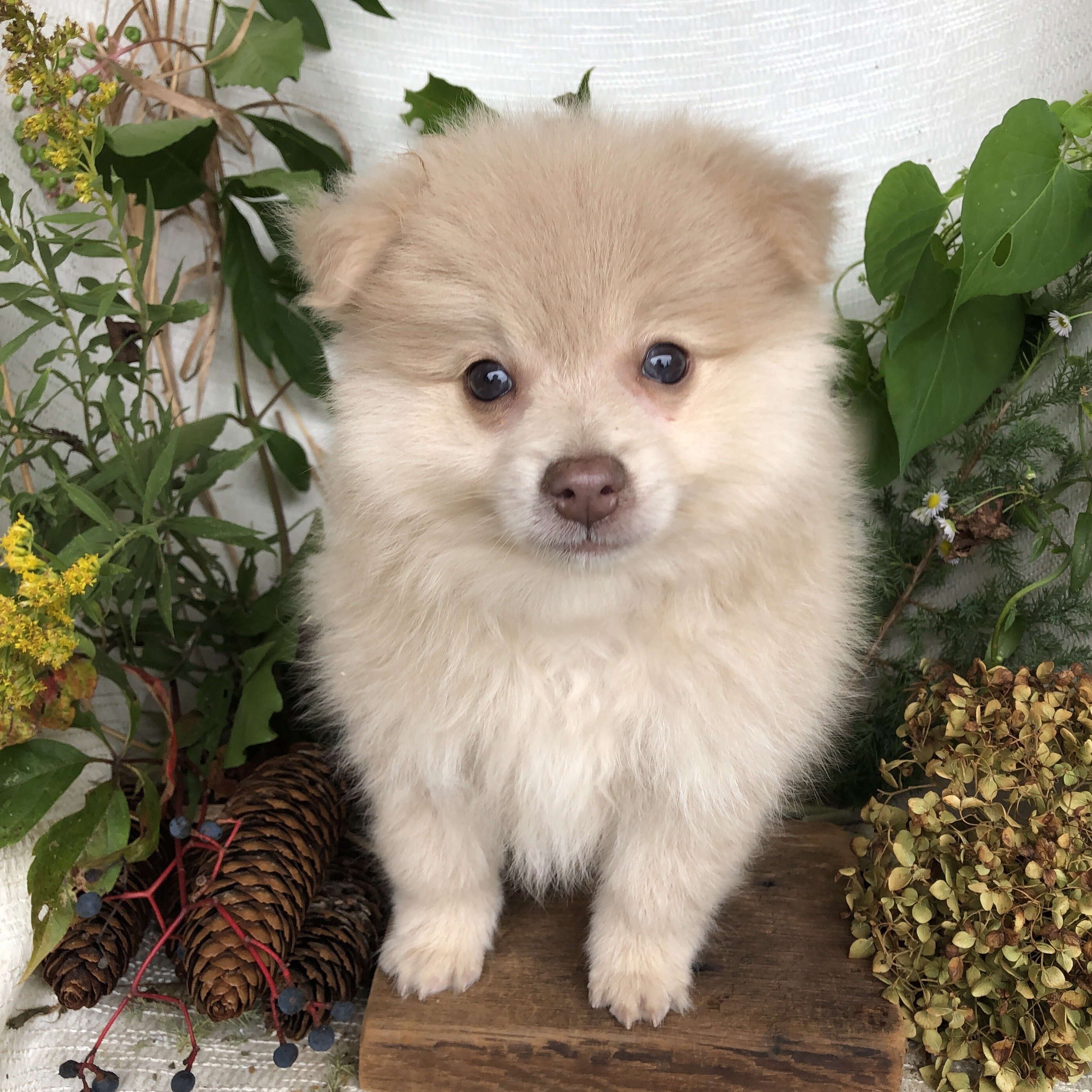 Pomeranian puppies for sale in Michigan  Contact B image 6