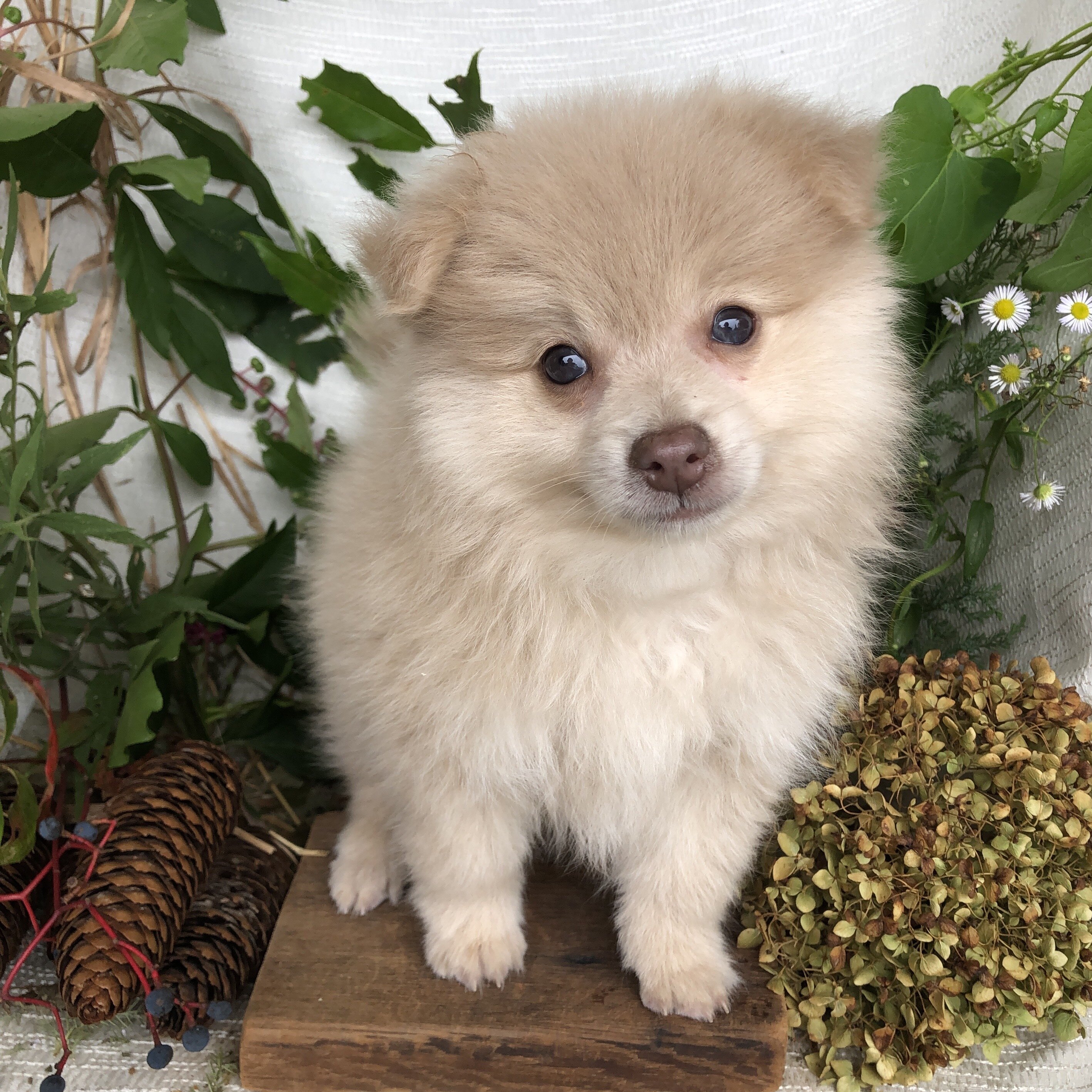 Pomeranian puppies for sale in Michigan  Contact B image 5