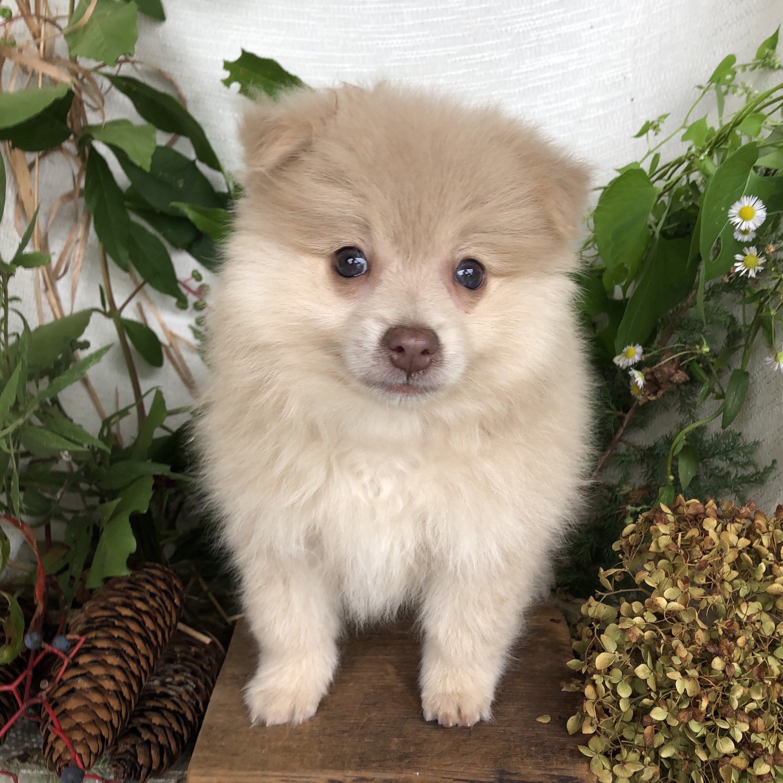 Pomeranian puppies for sale in Michigan  Contact B image 4