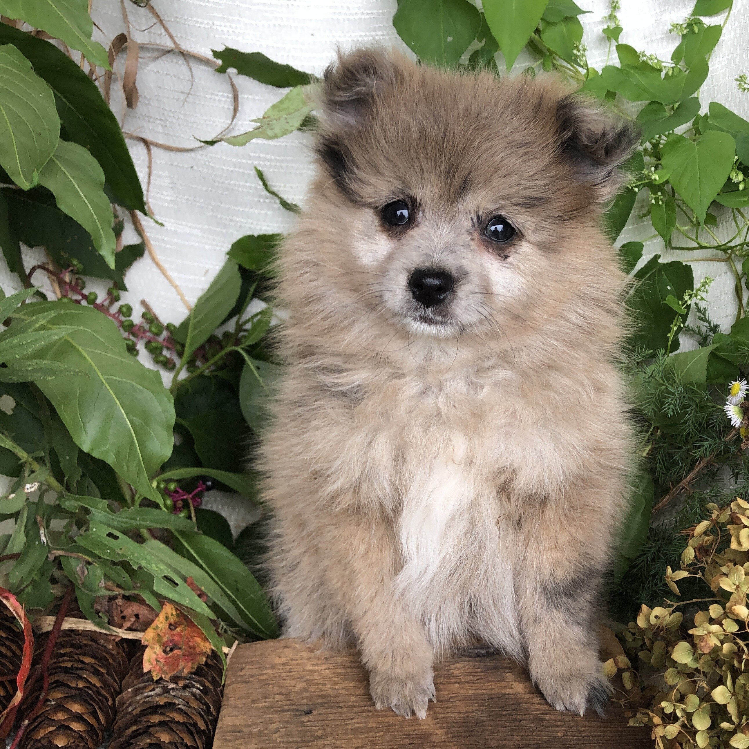 Pomeranian puppies for sale in Michigan  Contact B image 2