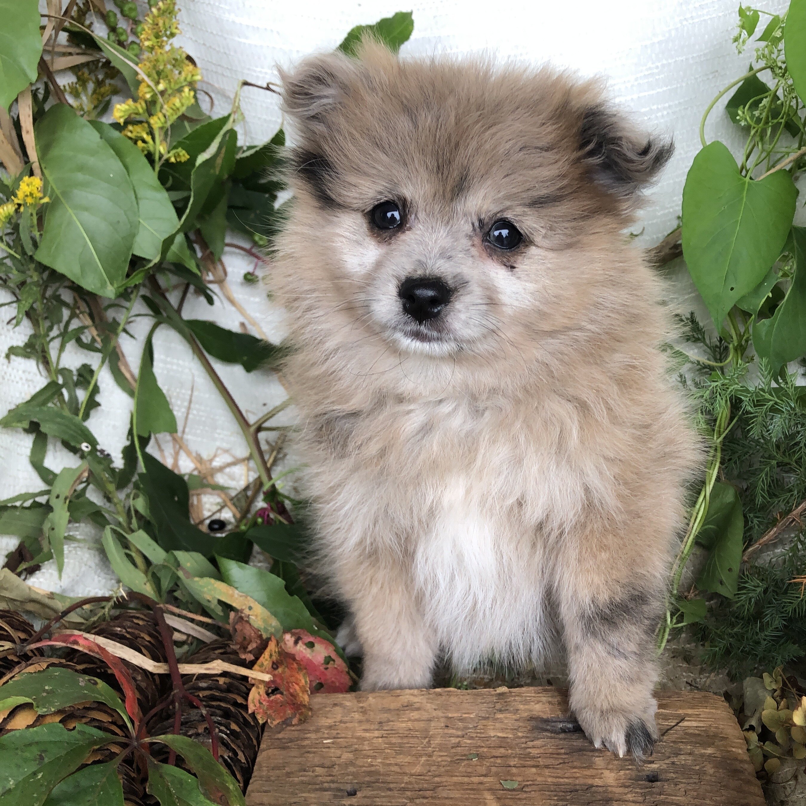 Pomeranian puppies for sale in Michigan  Contact B image 1