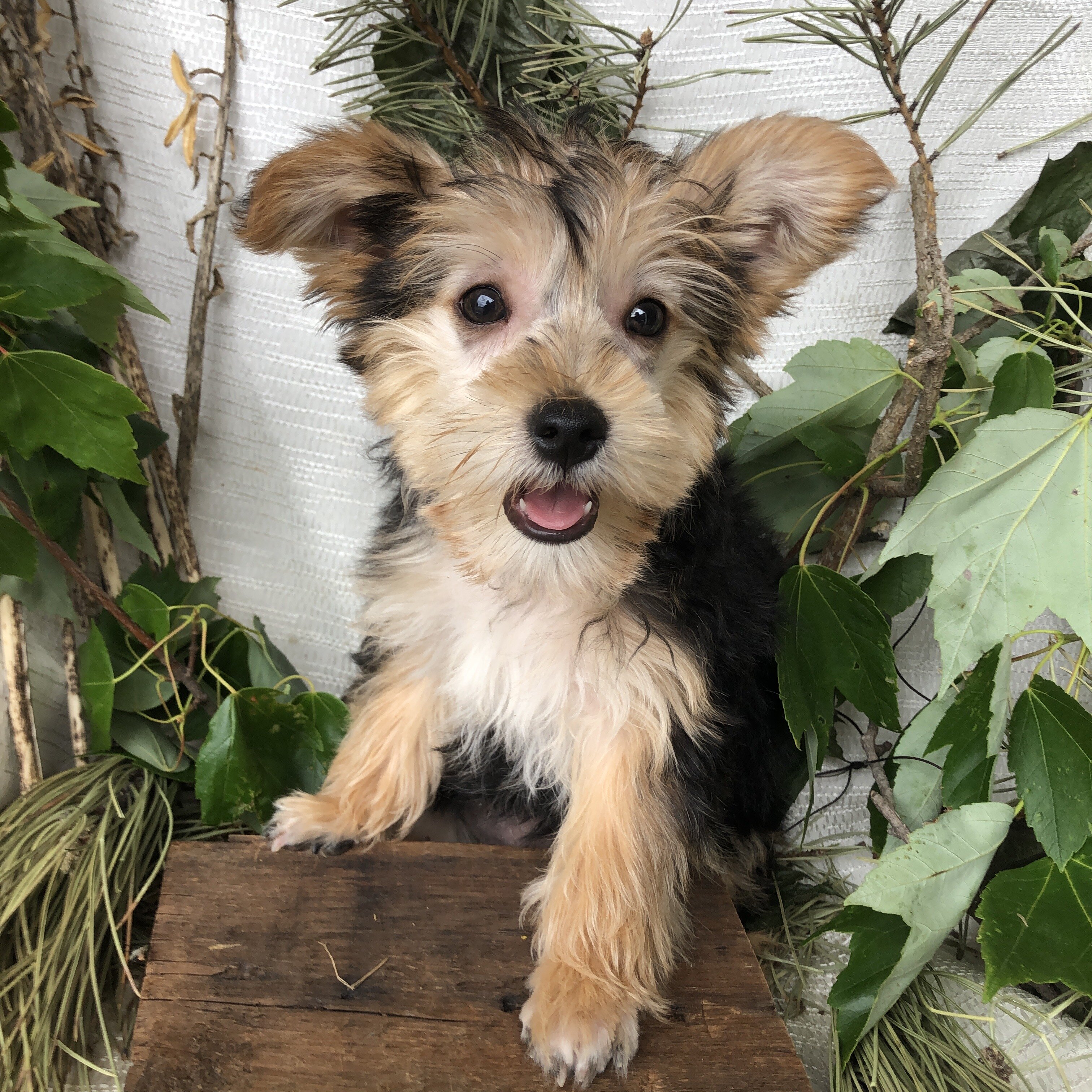 Yorkiepoo puppies for sale in Michigan  Contact Br image 2