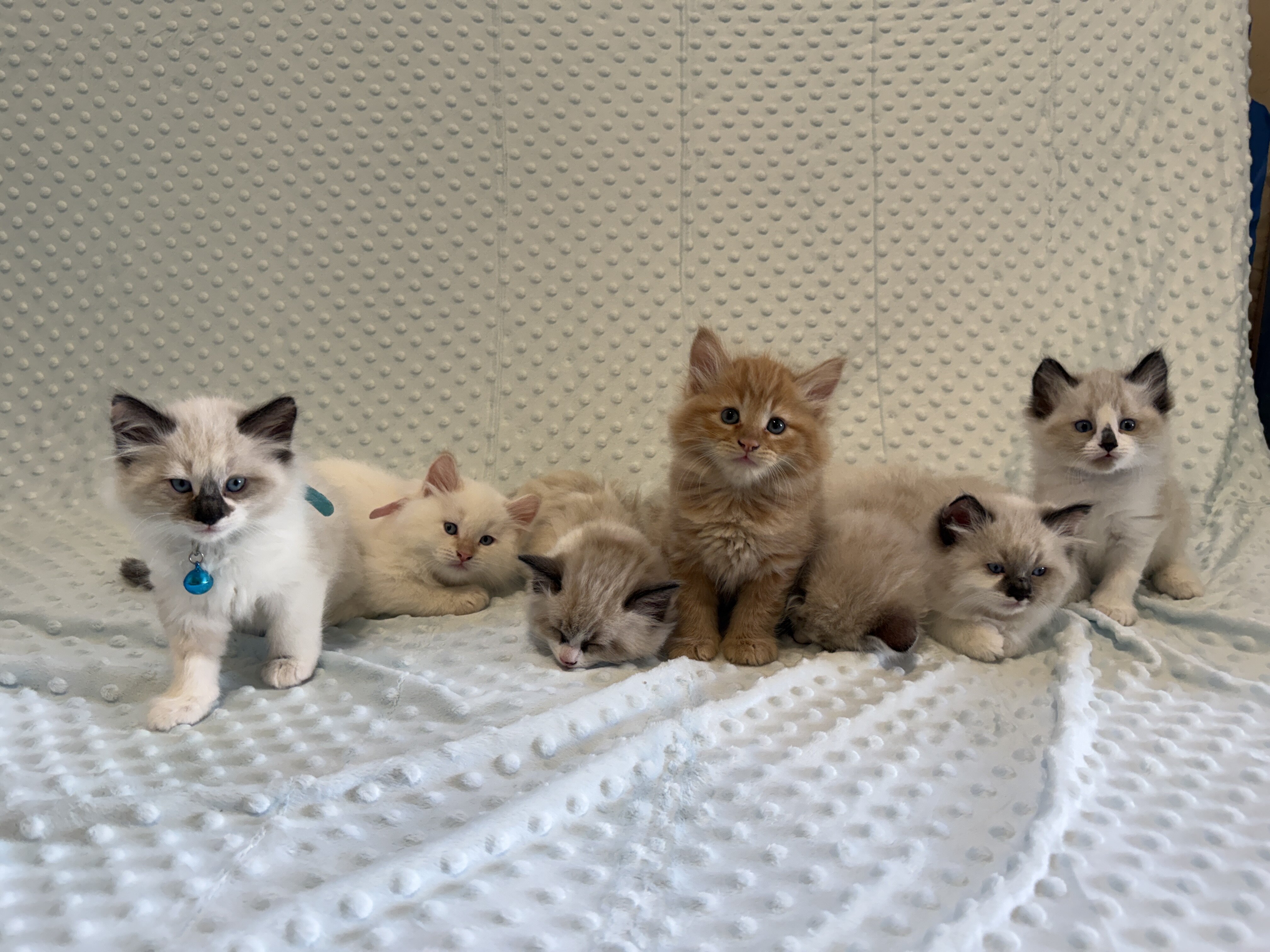 Kitten litter Siberian, Sphynx, Domestic mixed image 4