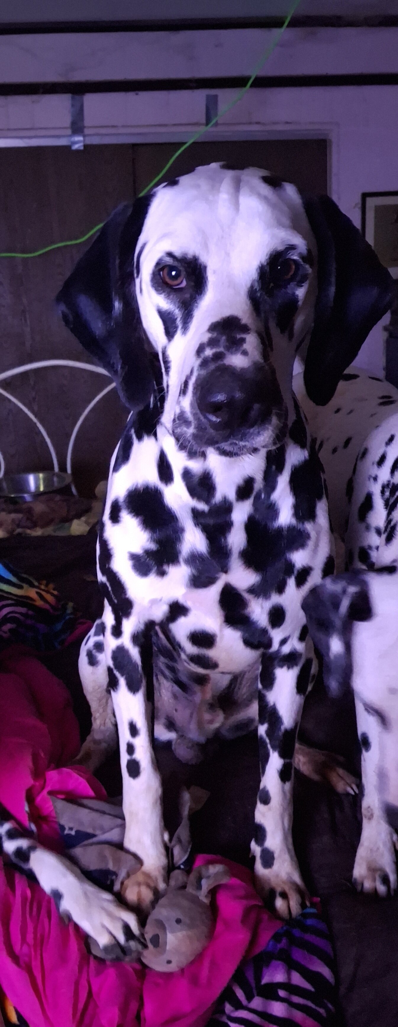 Dalmatian 3 yrs old image 1