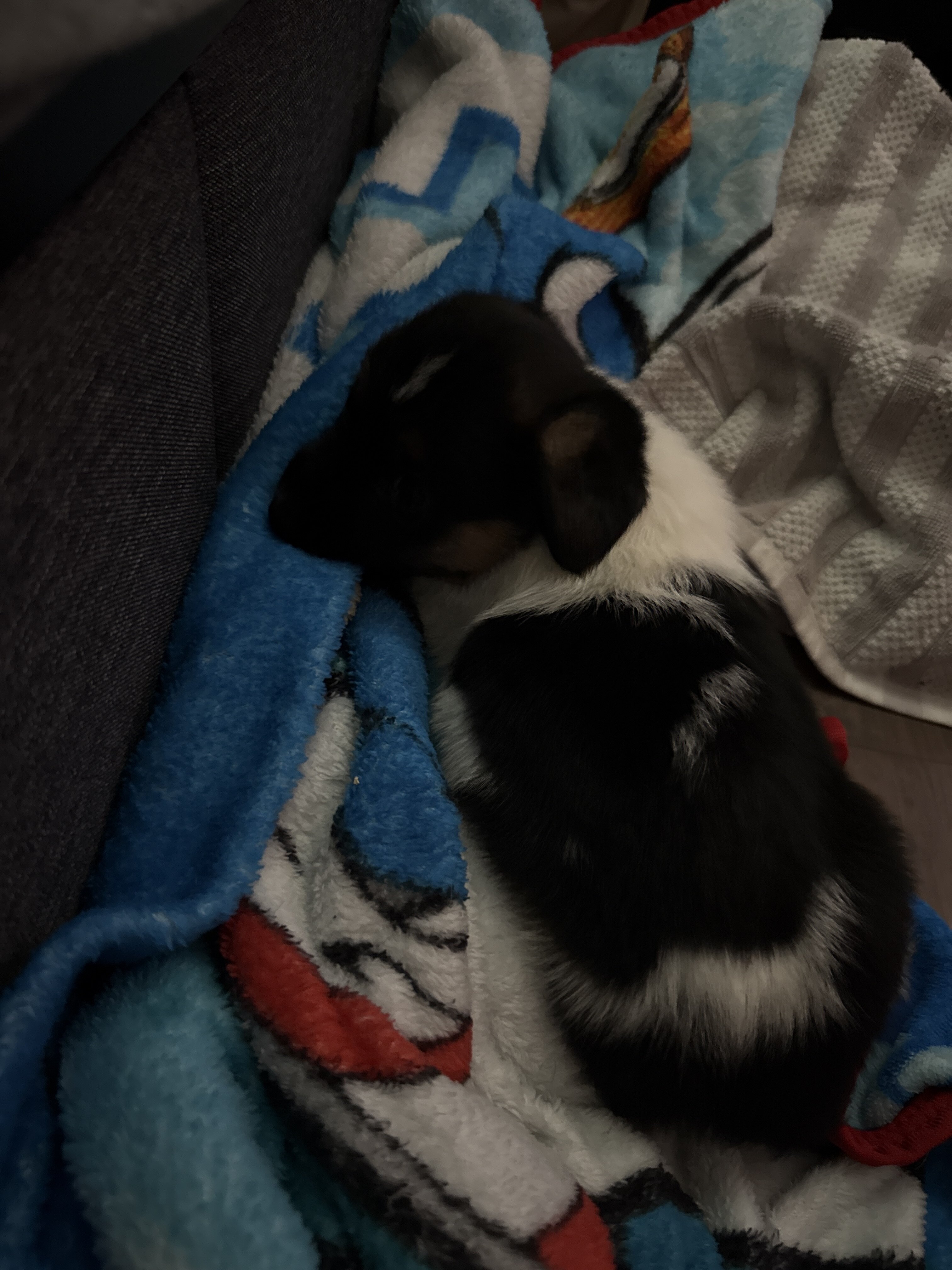 Corgi puppy image 3