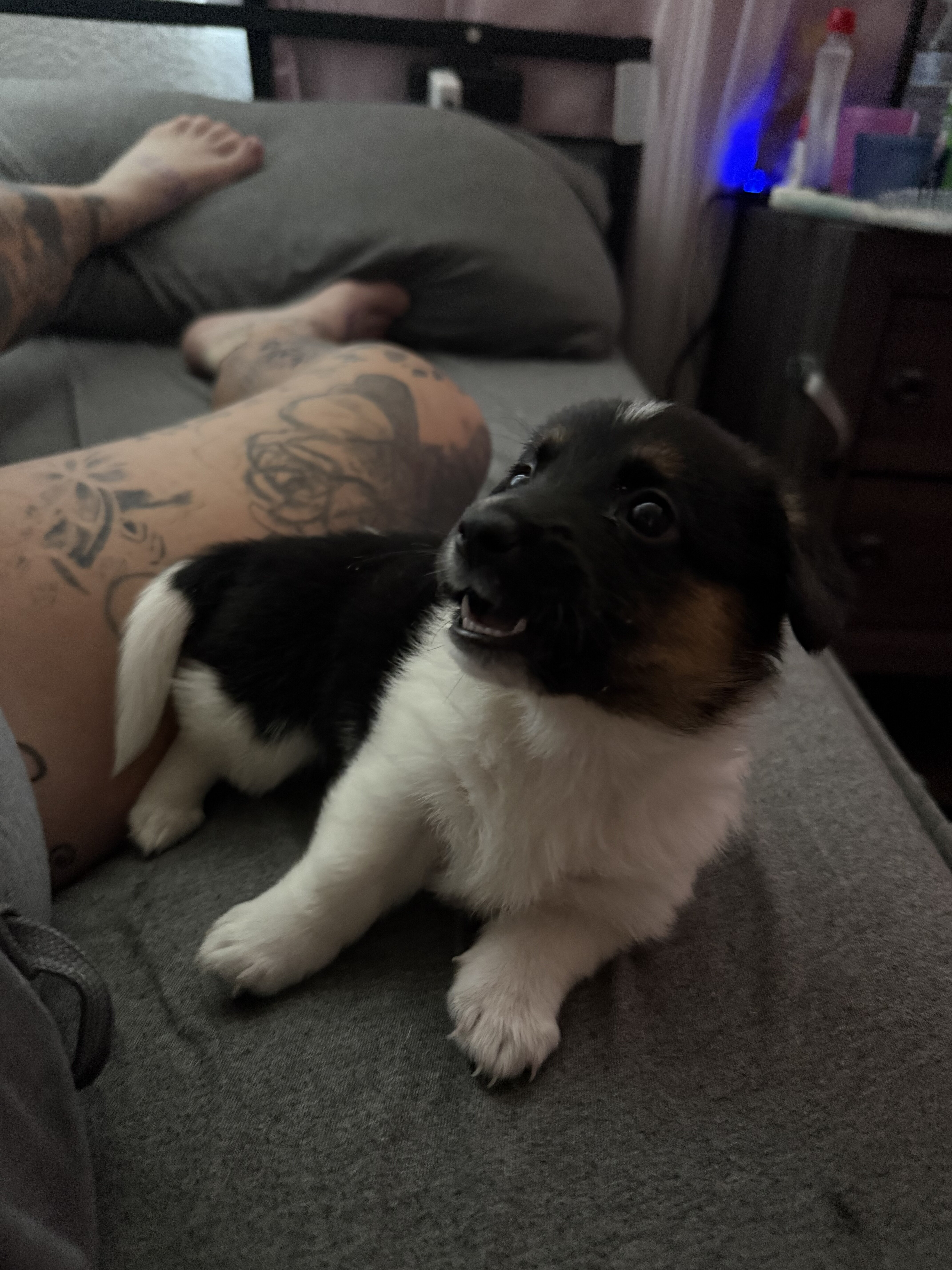 Corgi puppy image 2