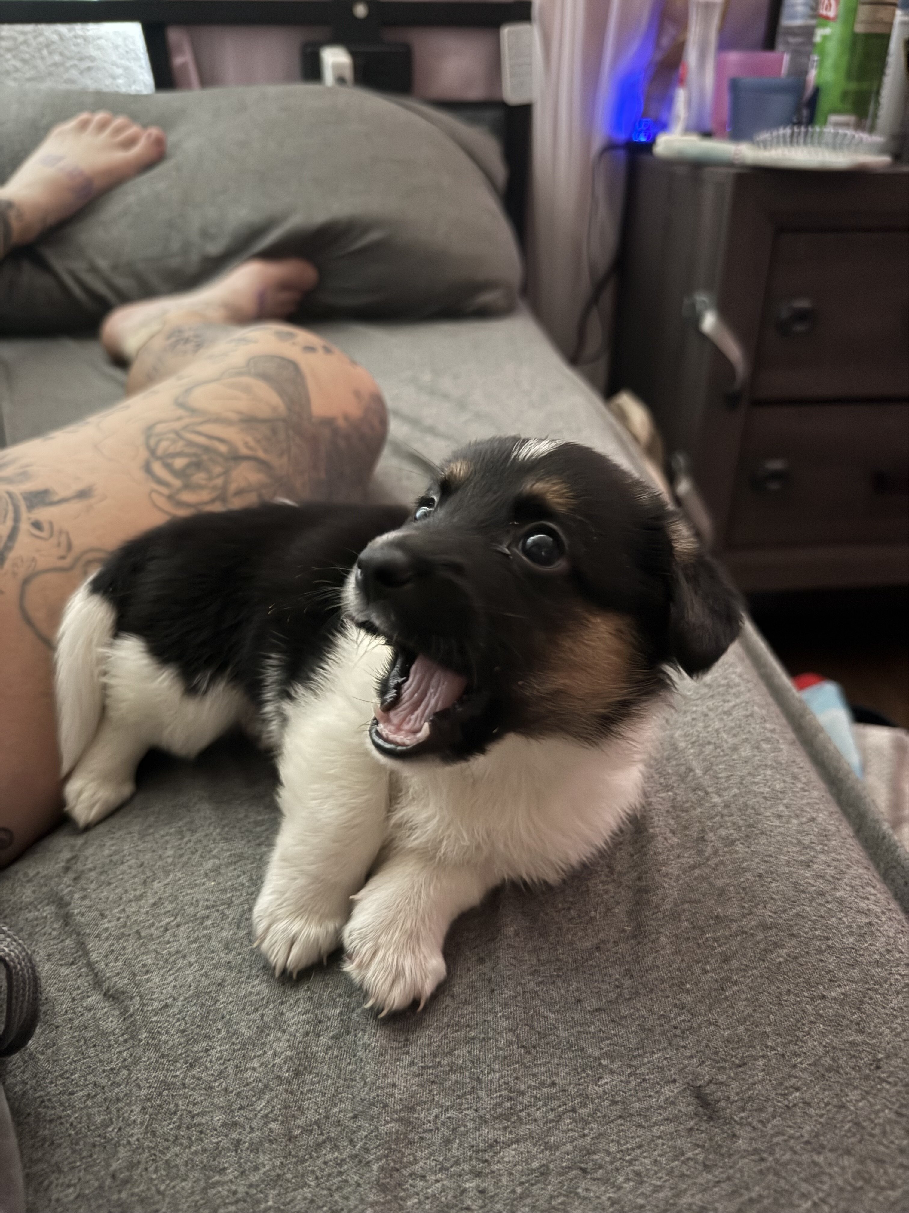 Corgi puppy image 1
