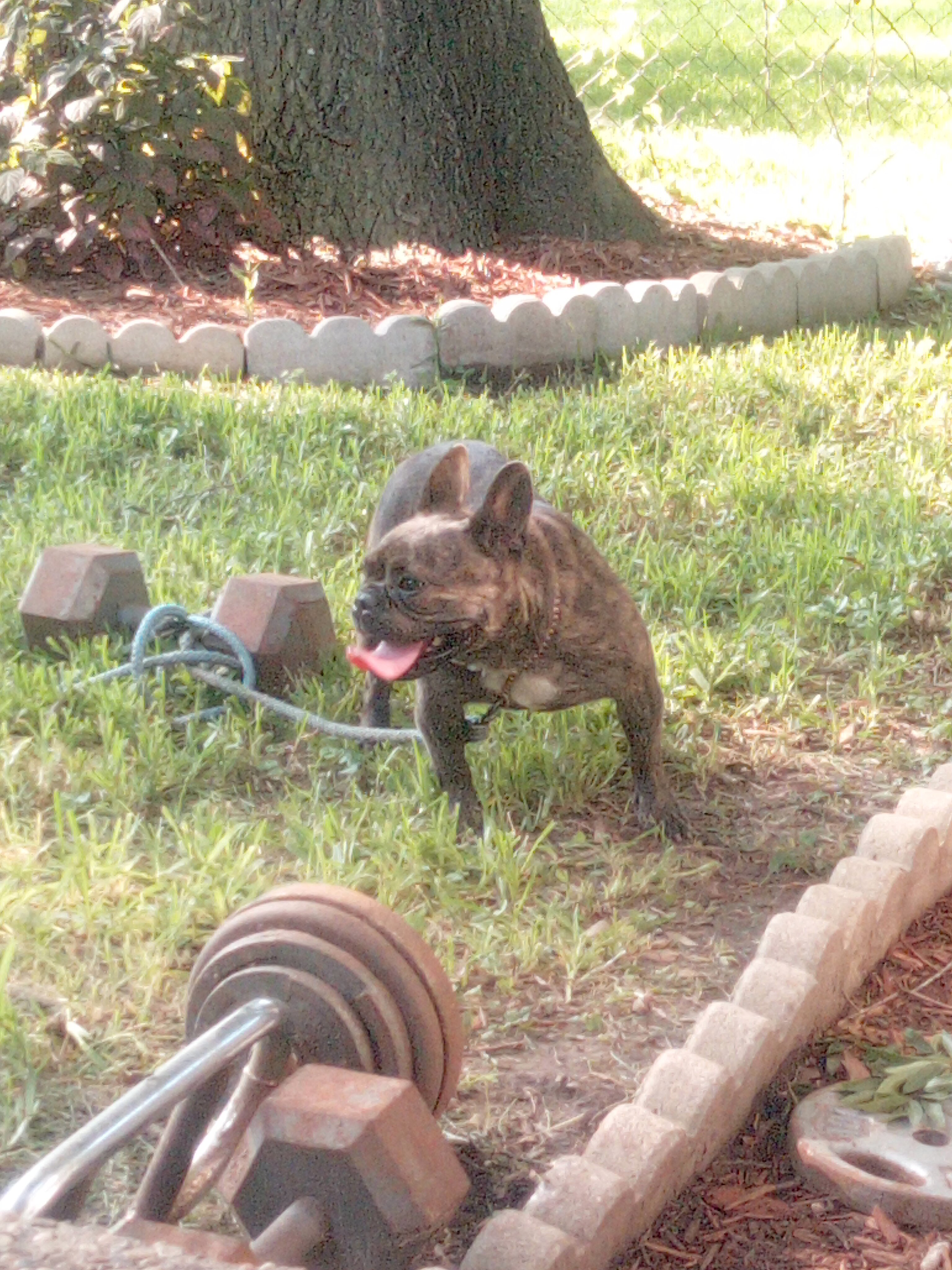 French bulldog image 1