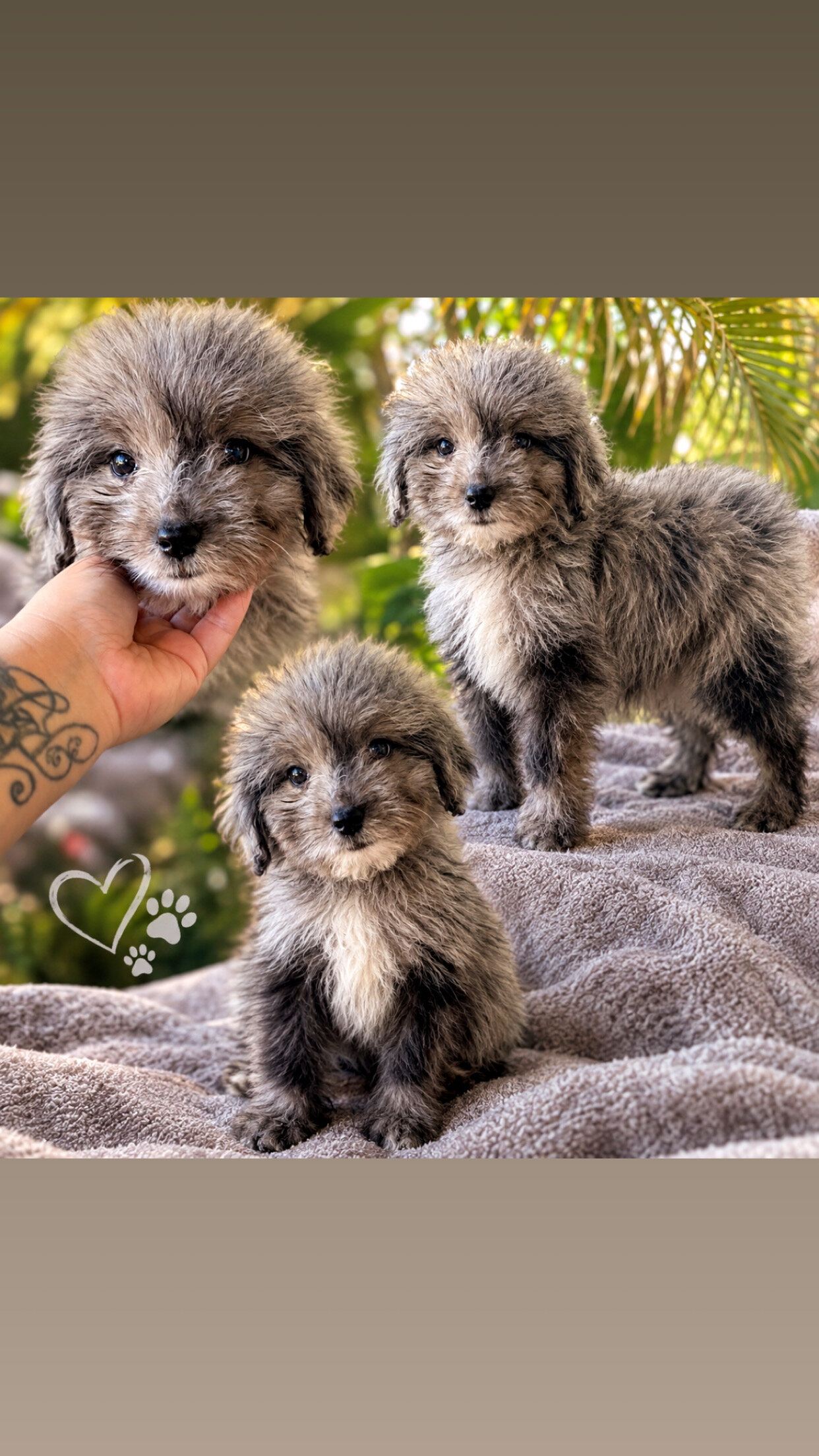 Aussie Poo image 1