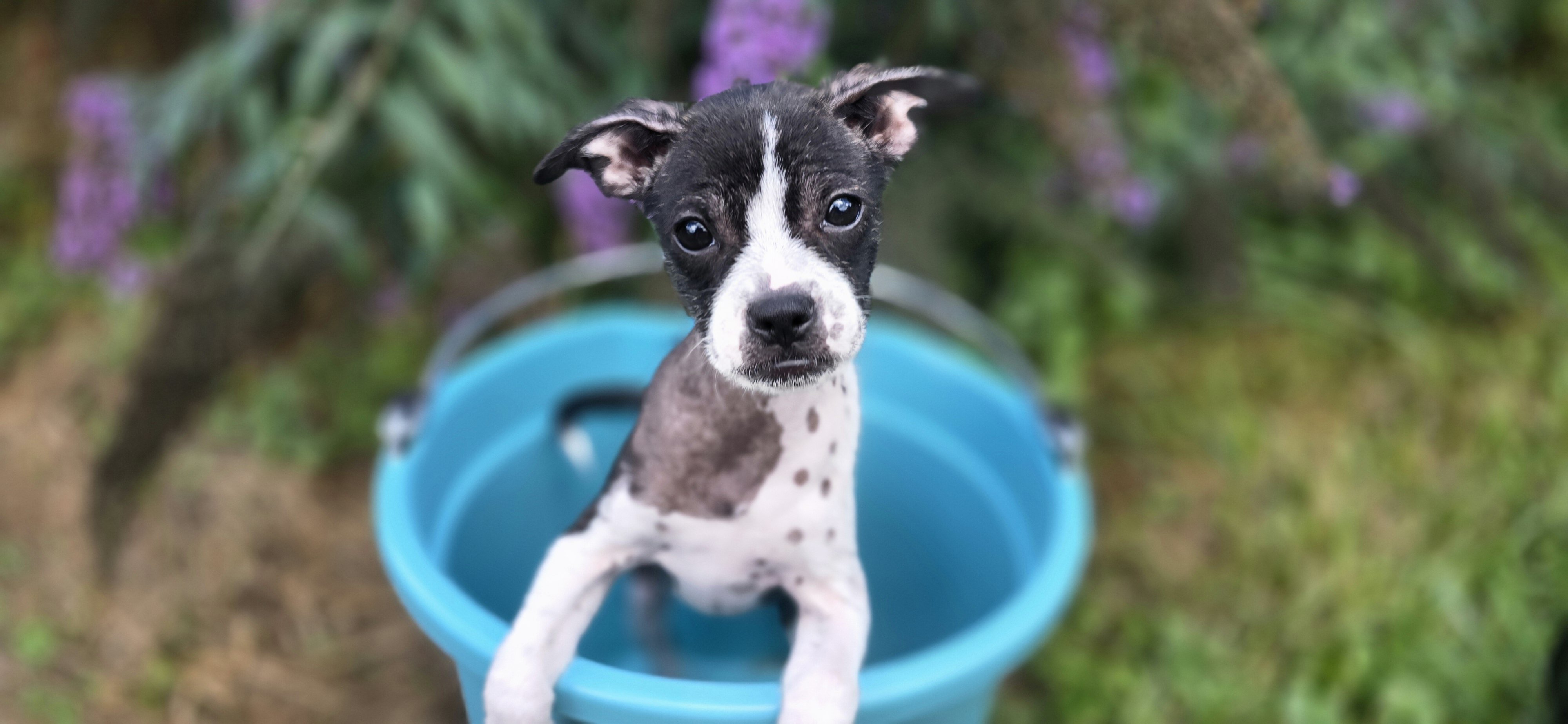 Boston Terrier Mix image 1