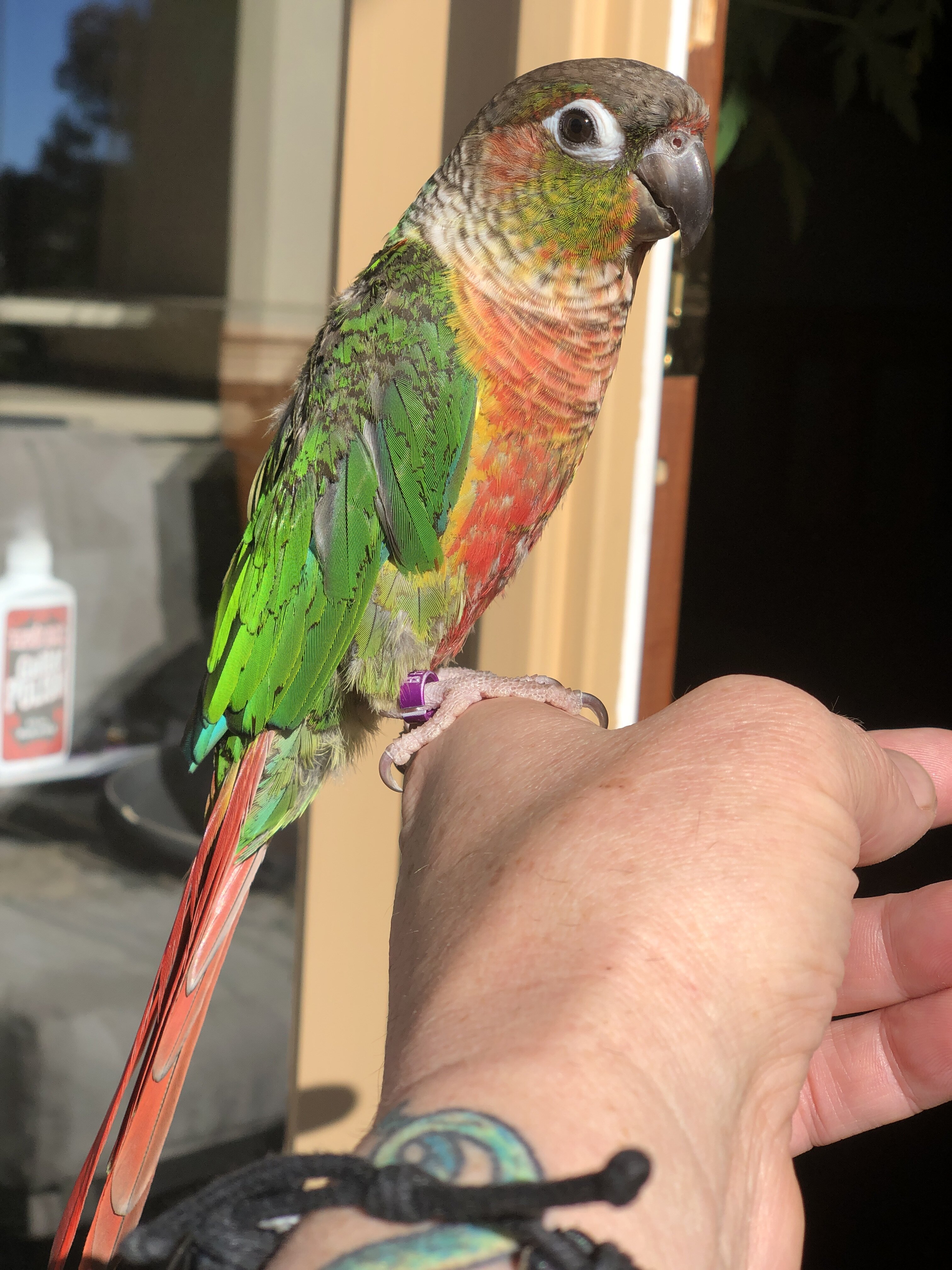 Green Cheek Conure with Cage, toys, food image 4