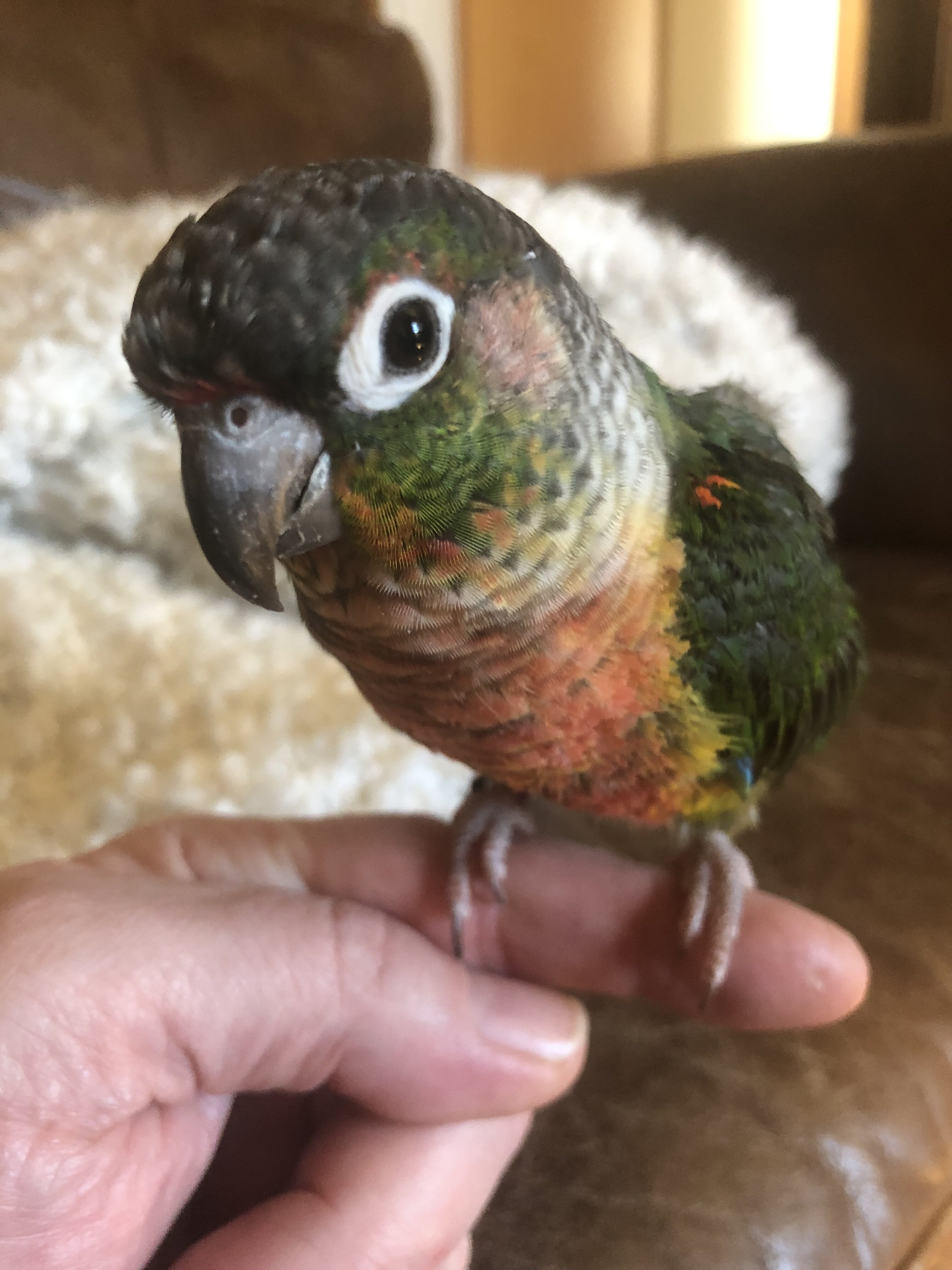 Green Cheek Conure with Cage, toys, food image 6