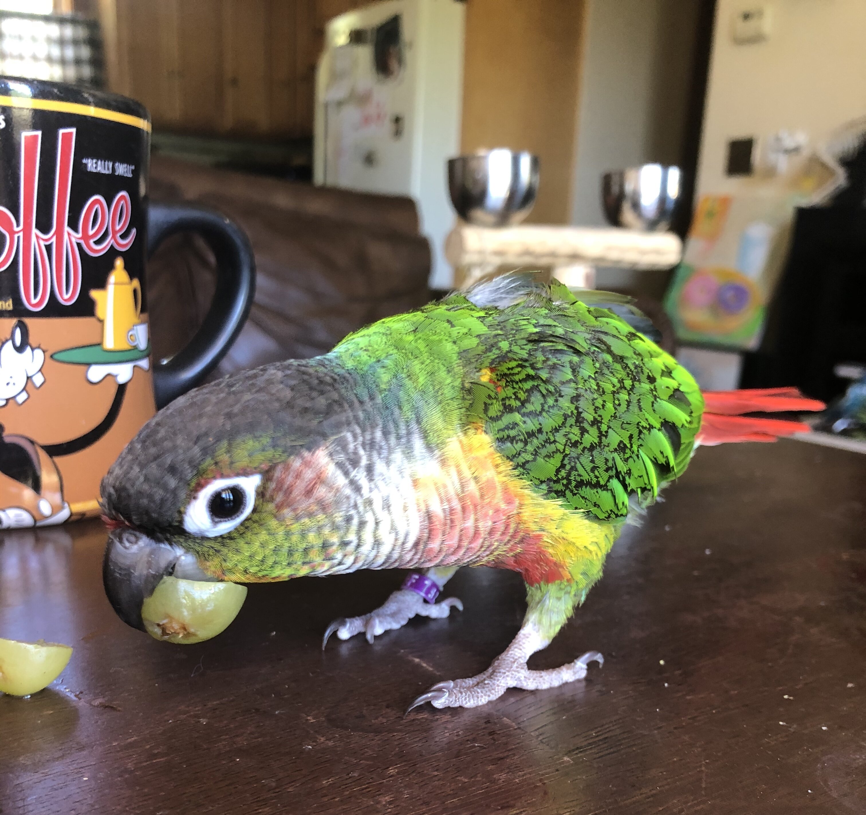 Green Cheek Conure with Cage, toys, food image 1