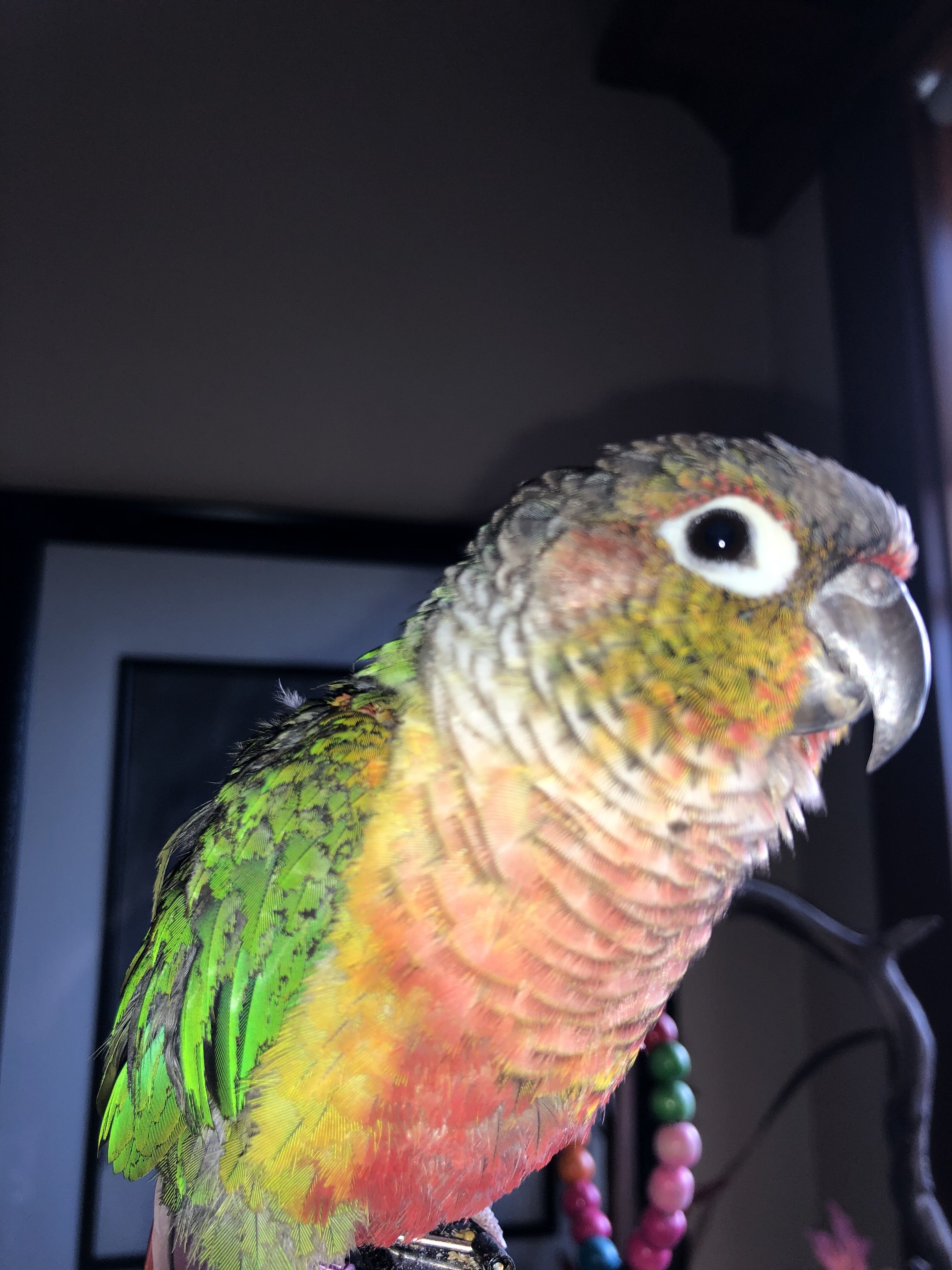 Green Cheek Conure with Cage, toys, food image 3