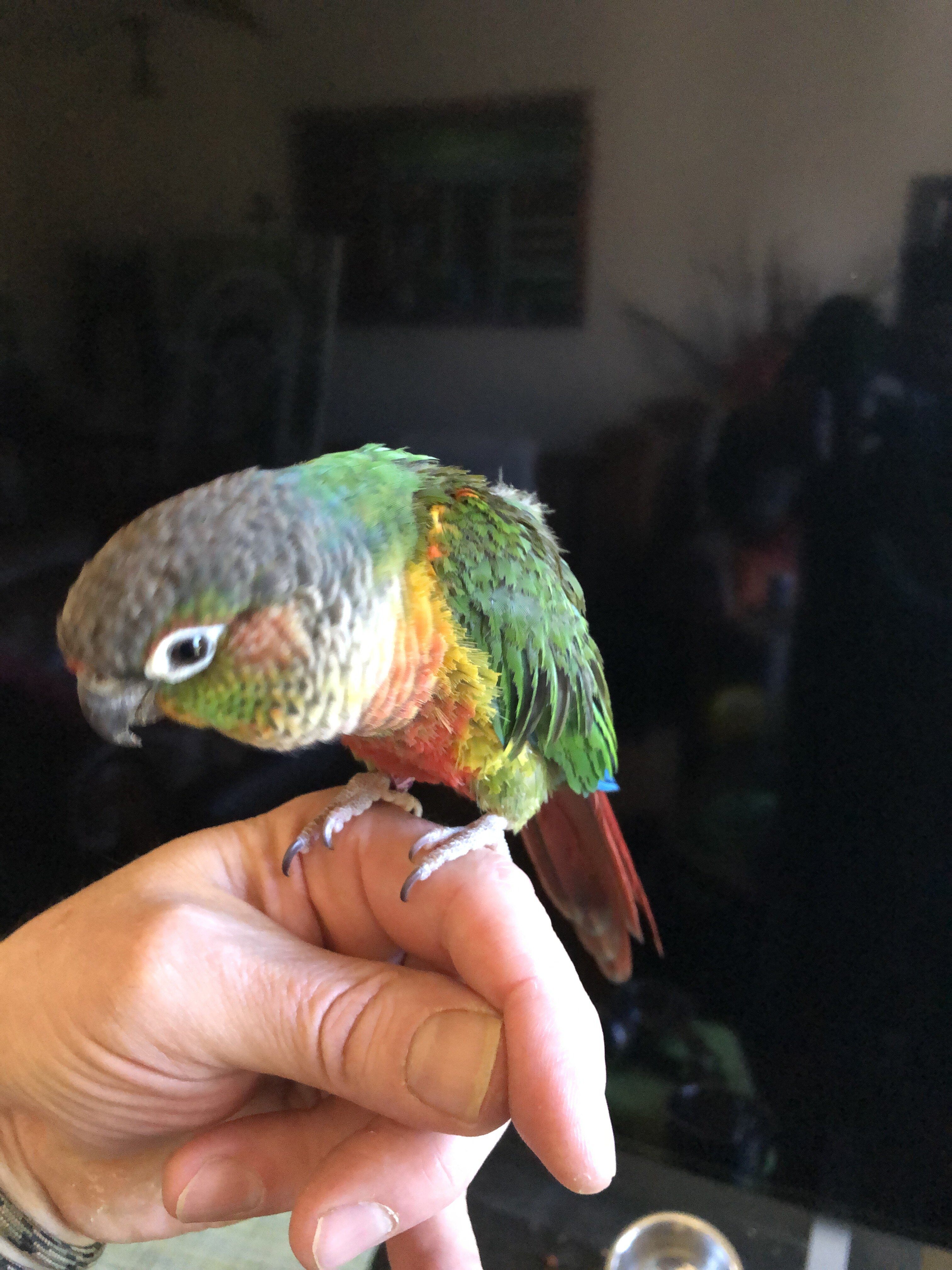 Green Cheek Conure with Cage, toys, food image 5