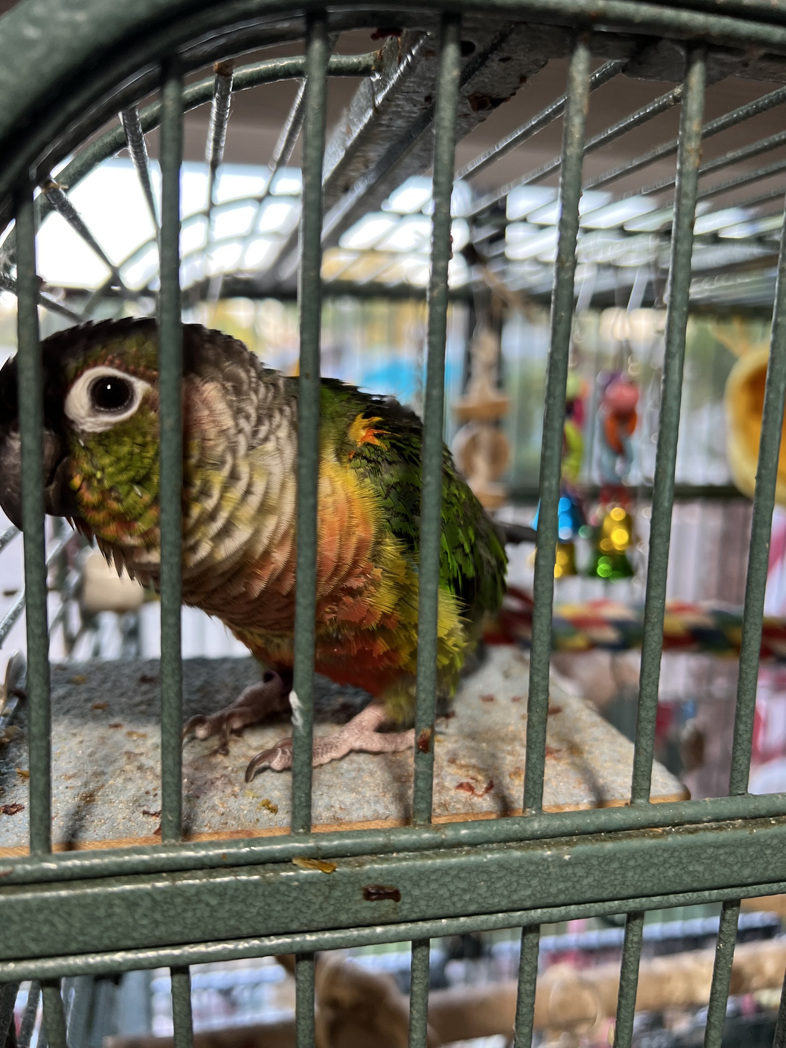 Green Cheek Conure with Cage, toys, food image 7