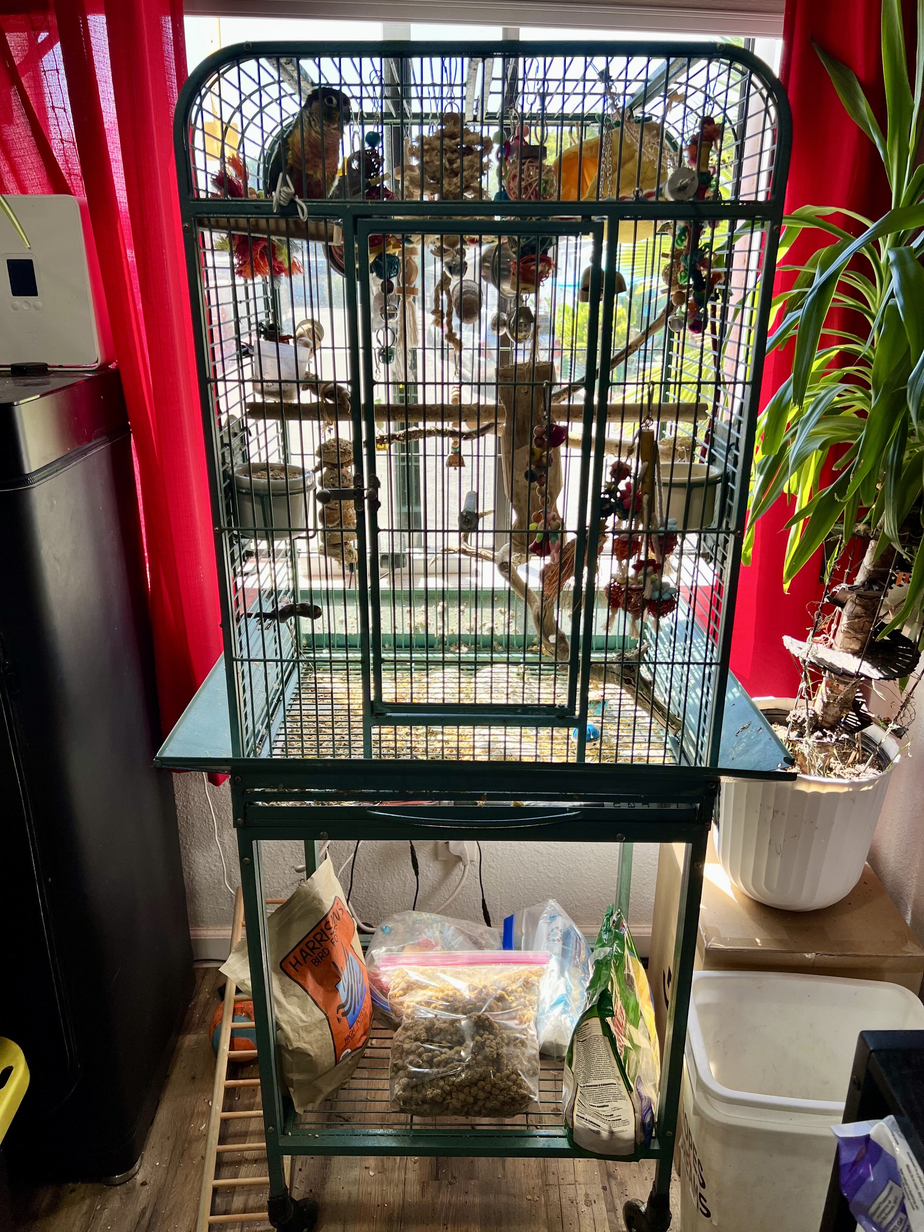 Green Cheek Conure with Cage, toys, food image 2