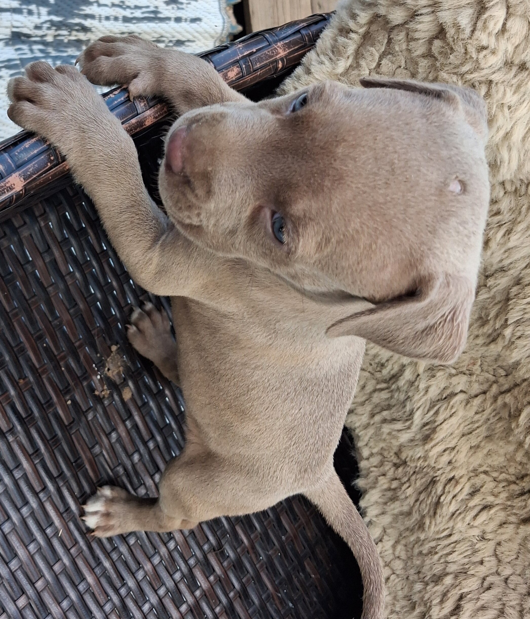 Red nose pit puppies image 4