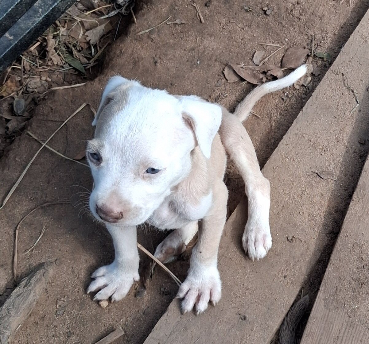 Red nose pit puppies image 3