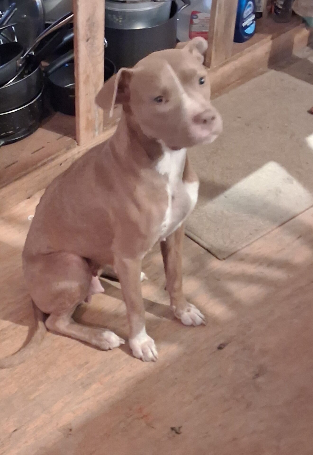 Red nose pit puppies image 1