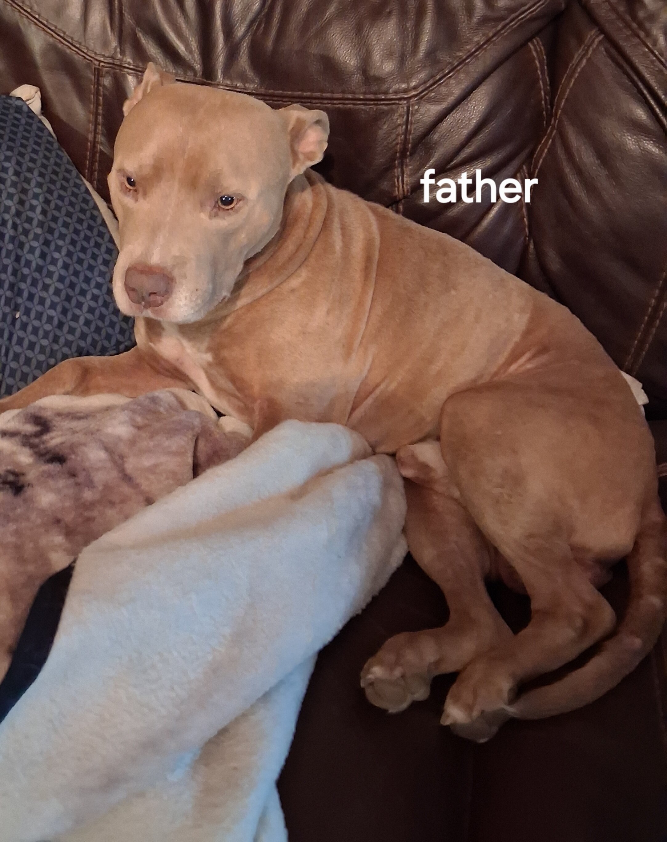Red nose pit puppies image 2