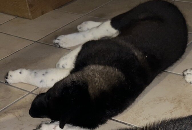 3 akitas image 2