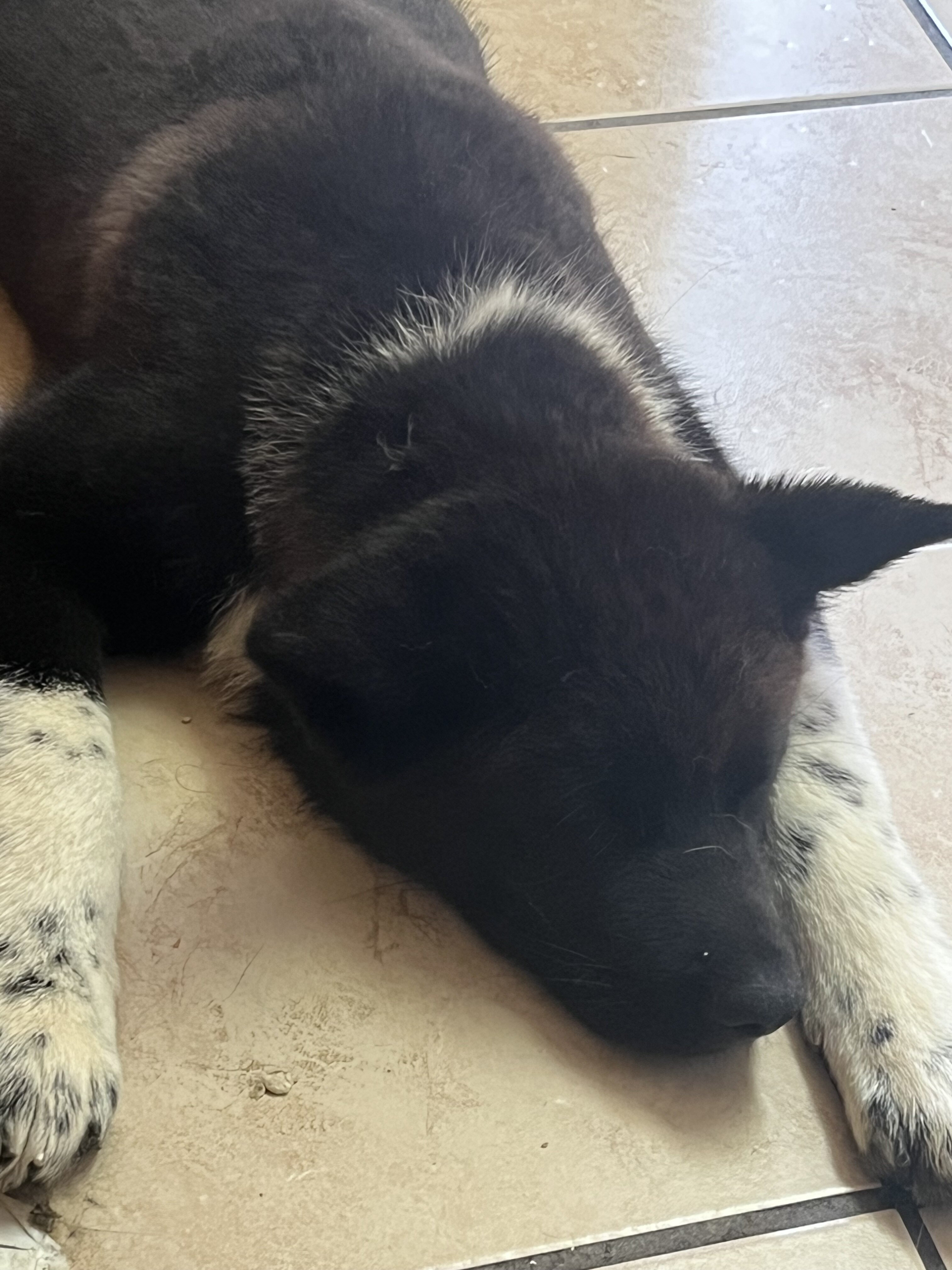 3 akitas image 1