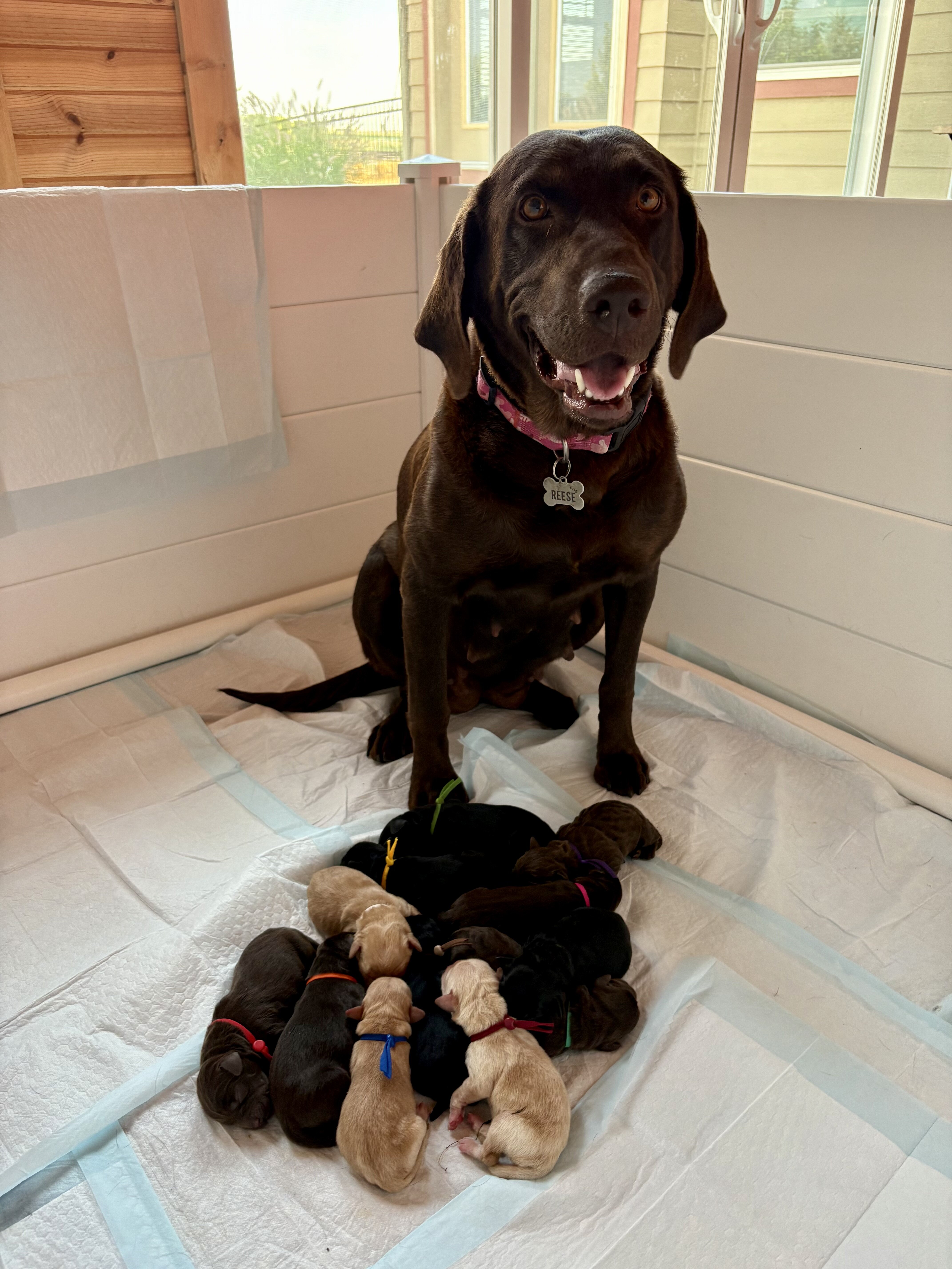 Labrador Retriever puppies image 1