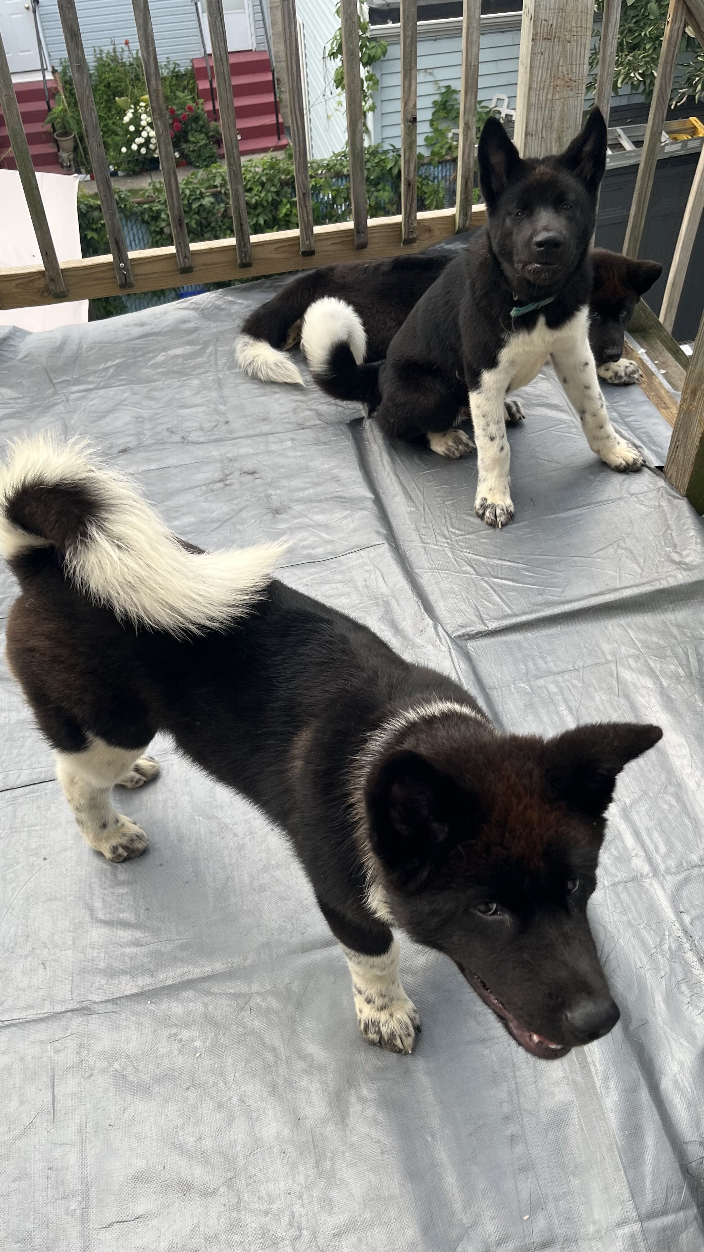 3akita pups 4 months old text 8145721243 image 1