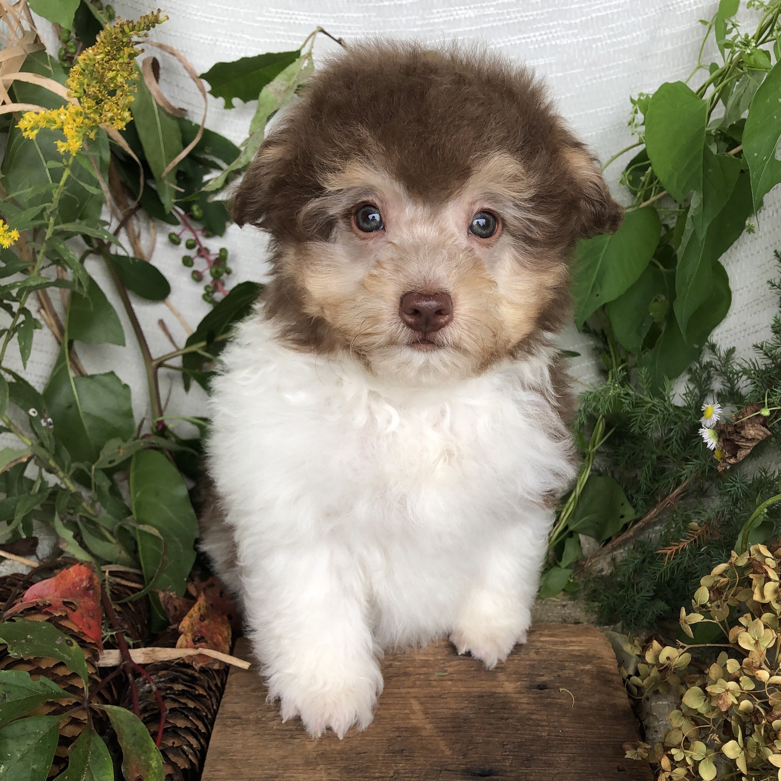 Pomapoo puppies for sale in Michigan  Contact Bran image 10