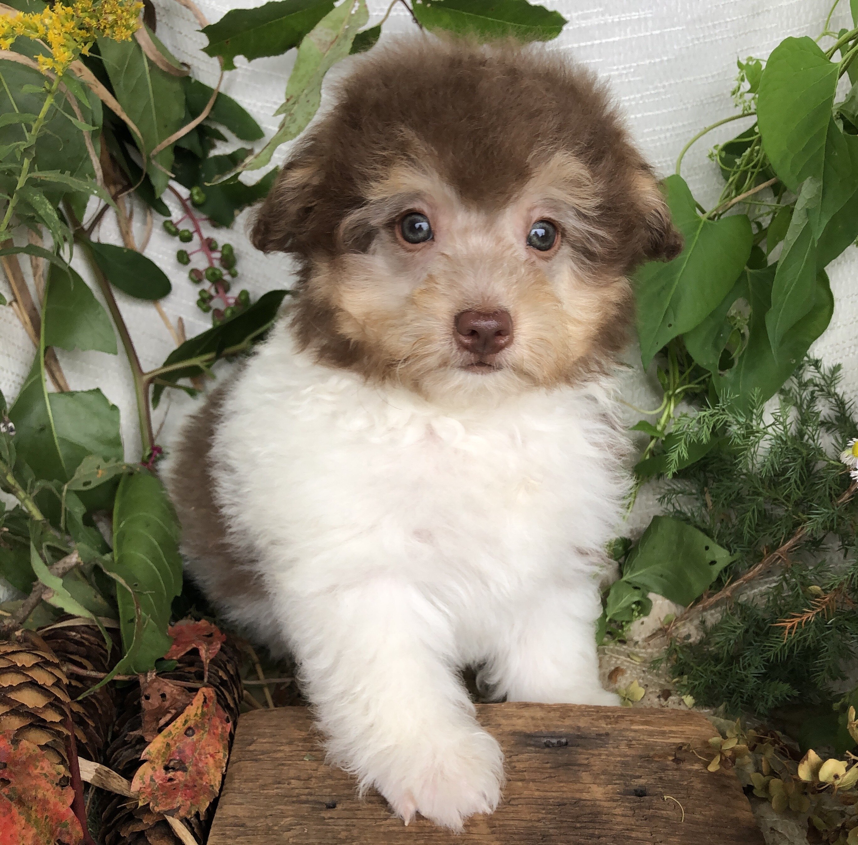 Pomapoo puppies for sale in Michigan  Contact Bran image 9