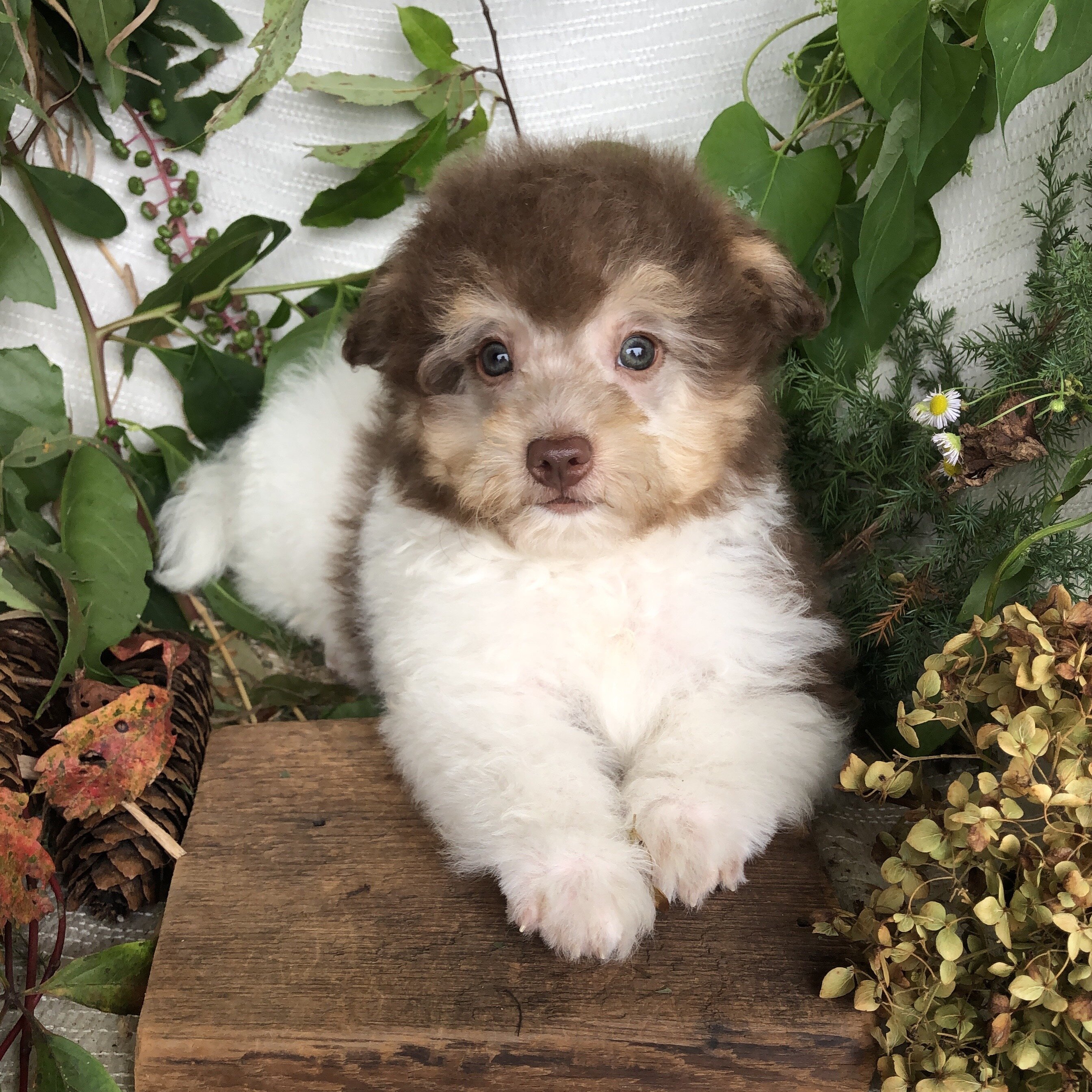 Pomapoo puppies for sale in Michigan  Contact Bran image 8