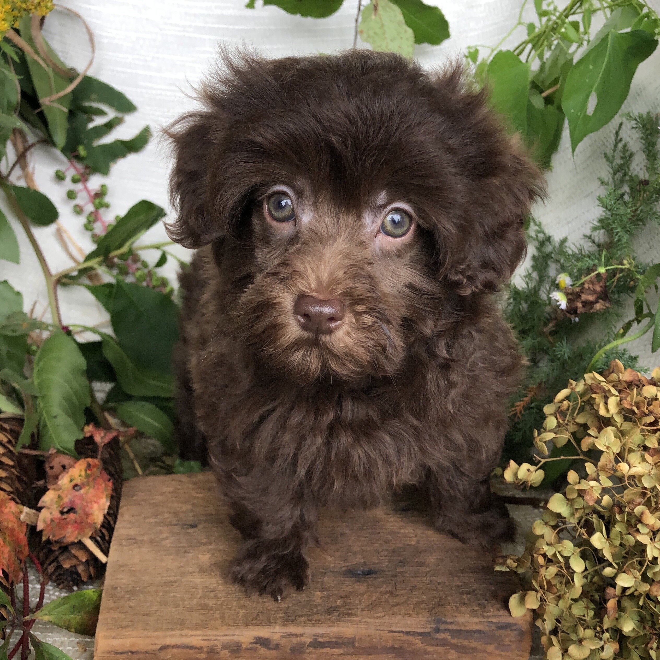 Pomapoo puppies for sale in Michigan  Contact Bran image 7