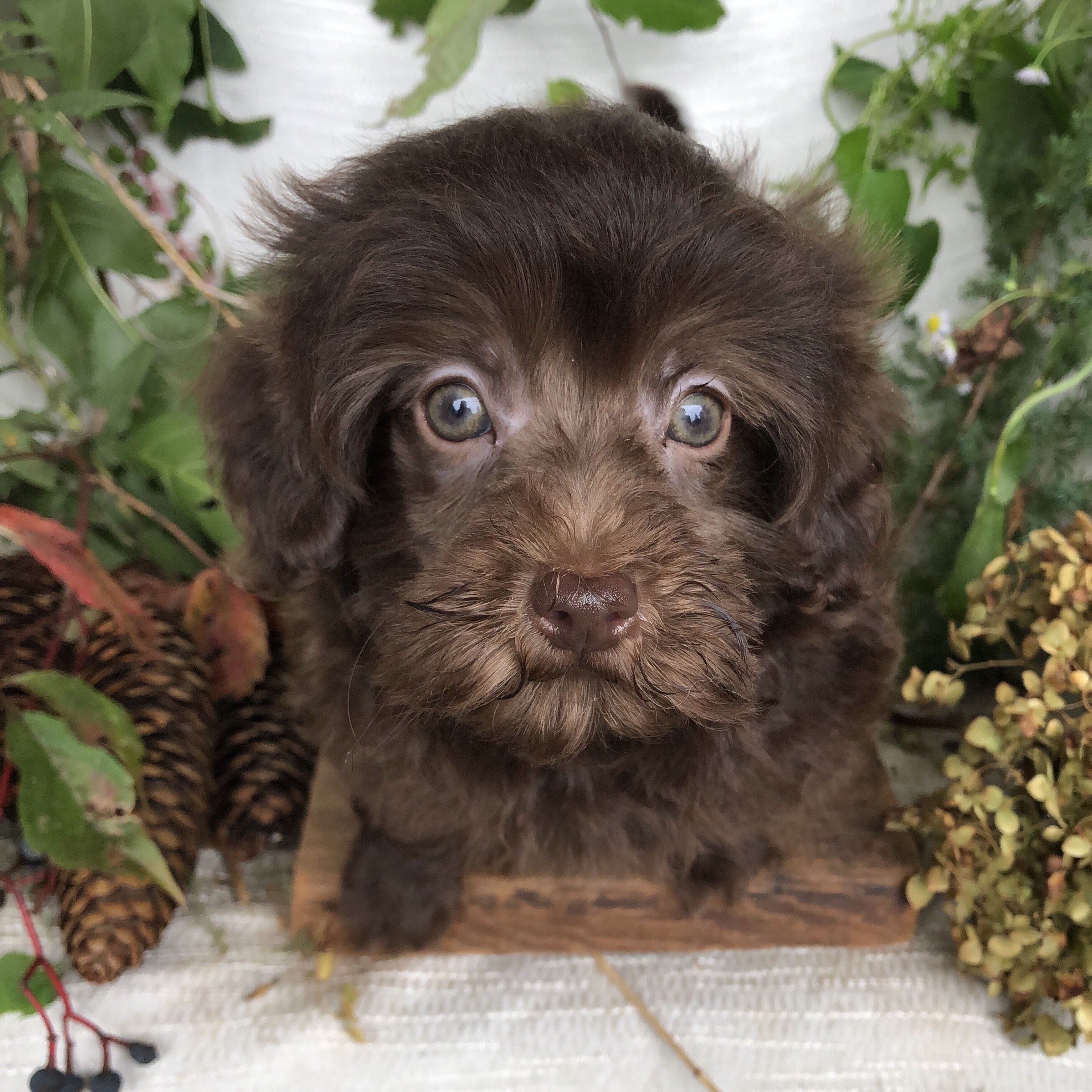 Pomapoo puppies for sale in Michigan  Contact Bran image 6