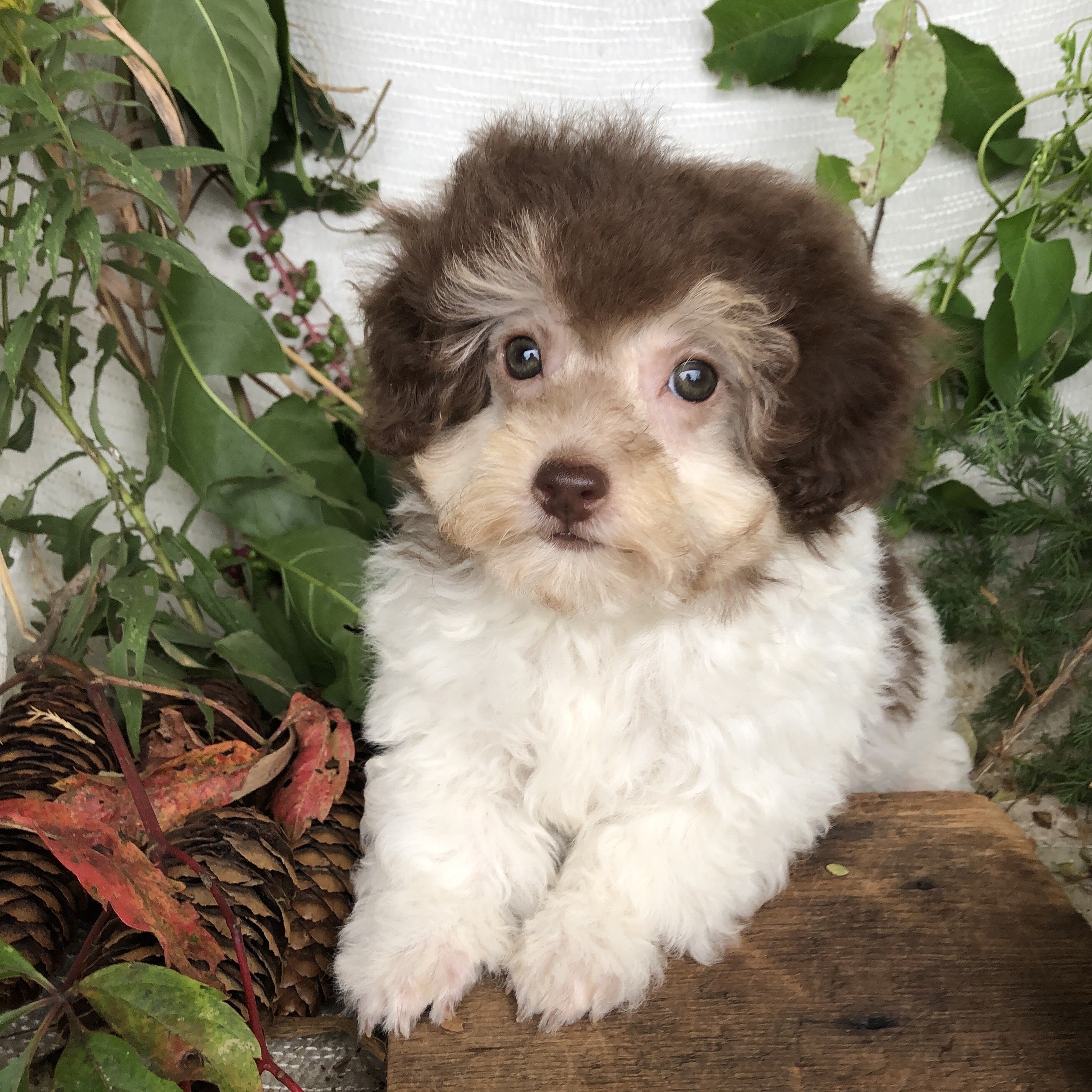 Pomapoo puppies for sale in Michigan  Contact Bran image 5