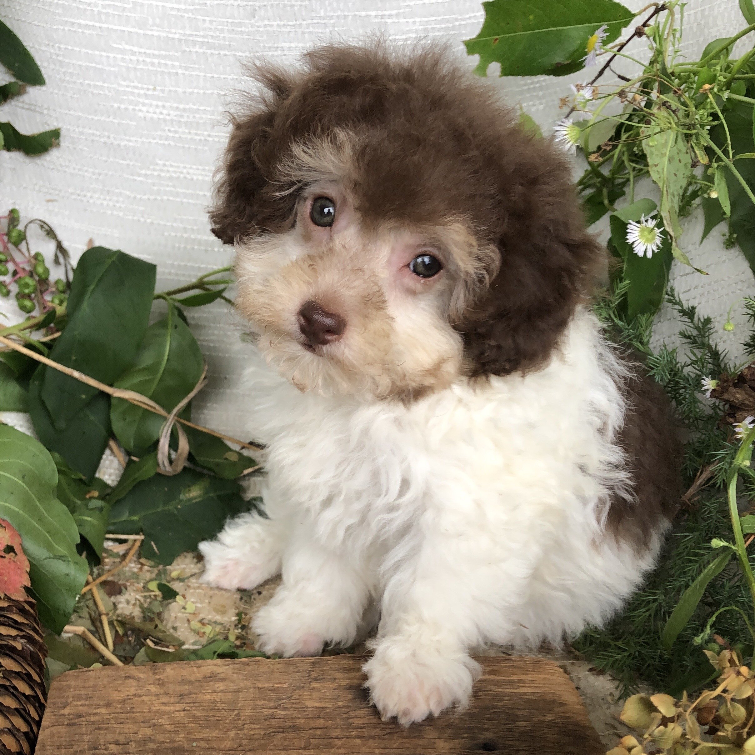Pomapoo puppies for sale in Michigan  Contact Bran image 4