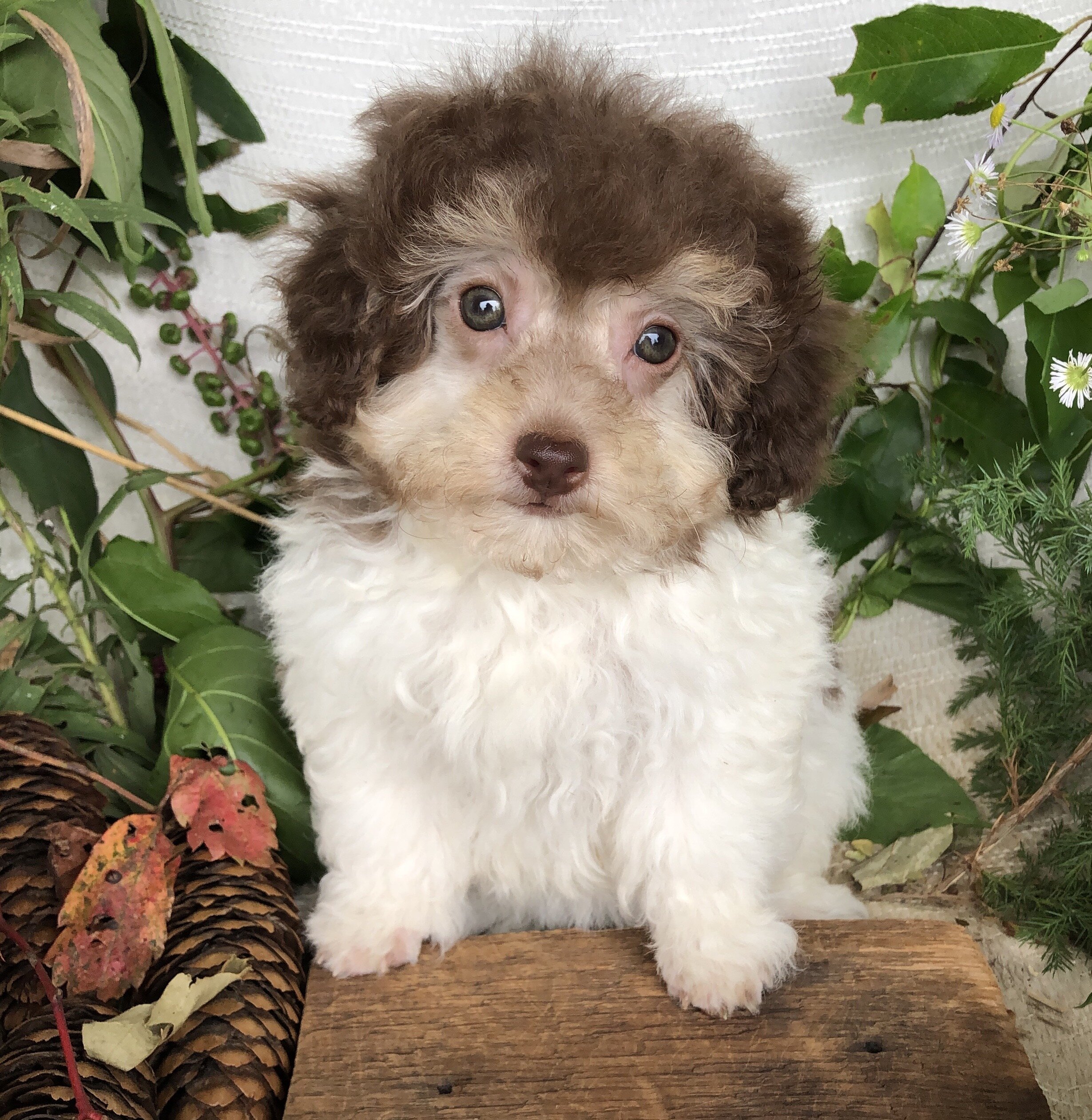 Pomapoo puppies for sale in Michigan  Contact Bran image 3